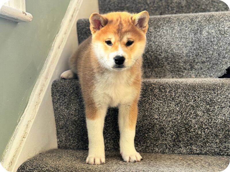 A Shiba Inu puppy with tan and white fur stands on a grey carpeted staircase, looking directly at the camera.