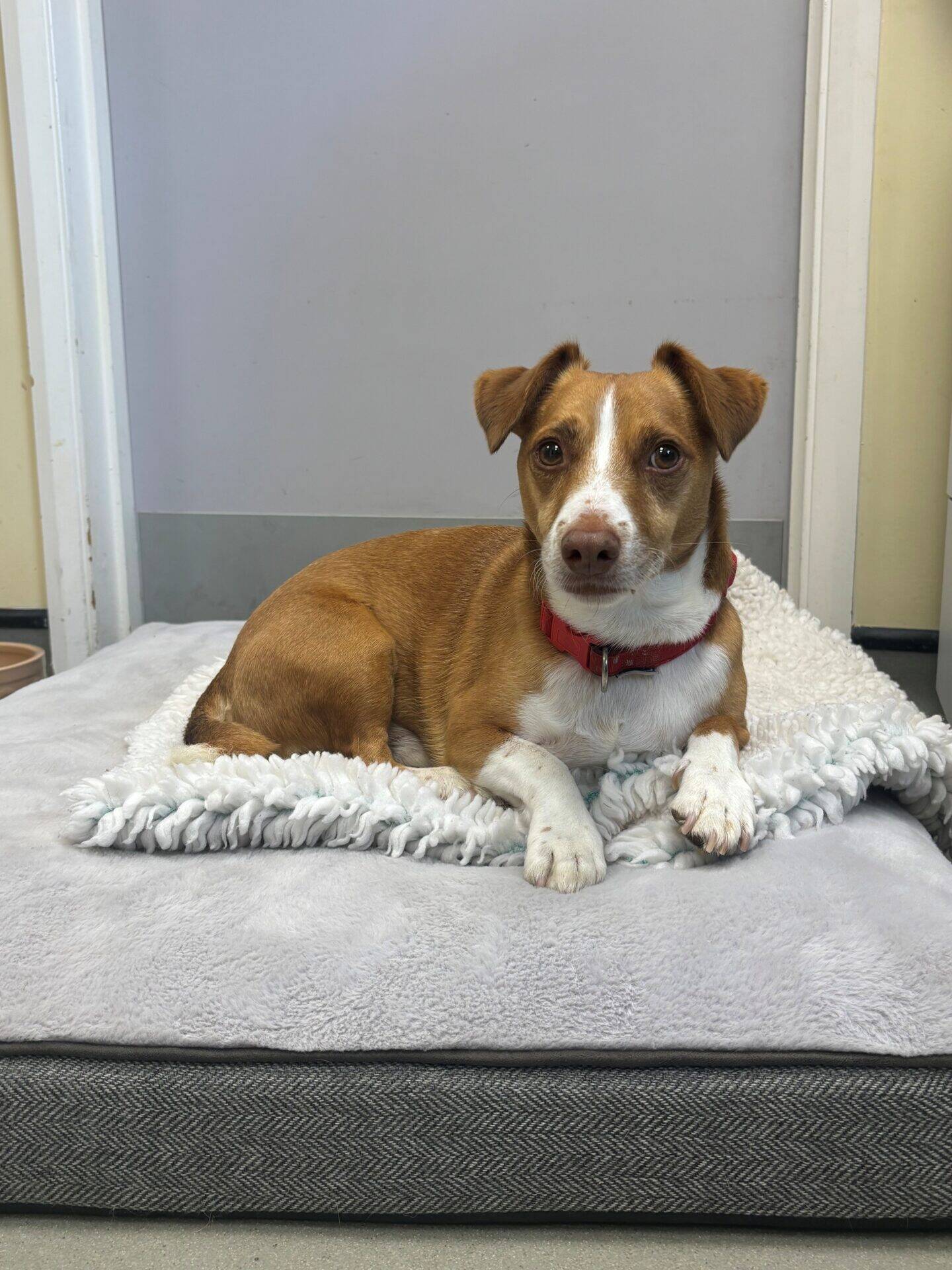 A small brown and white dog with a red collar lies on a grey dog bed, looking at the camera. The background includes a light-coloured wall and a closed door.