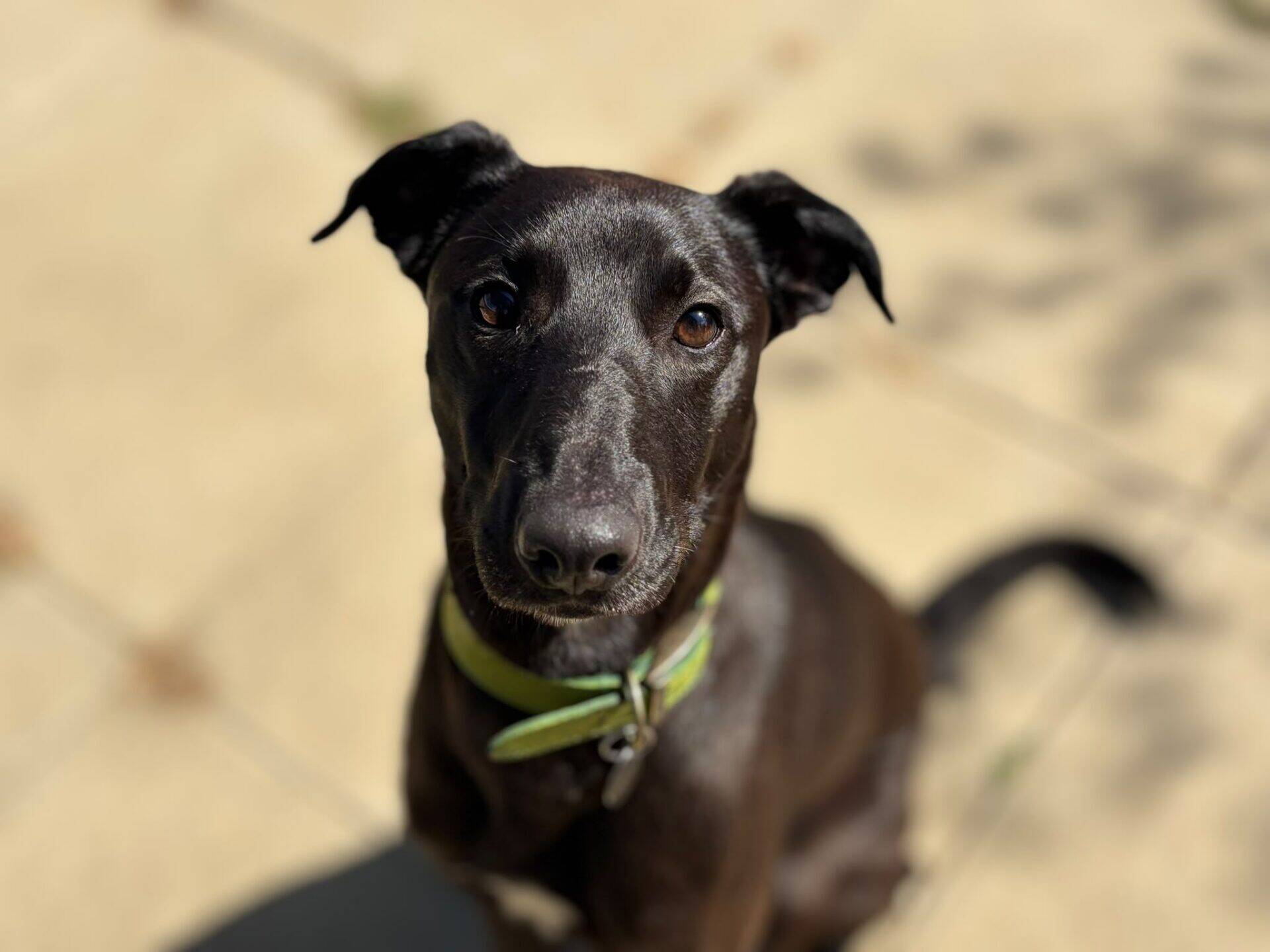 A black dog with a green collar sits on a sunlit patio, looking up at the camera with alert eyes. The background is softly blurred, drawing focus to the dog's expressive face.