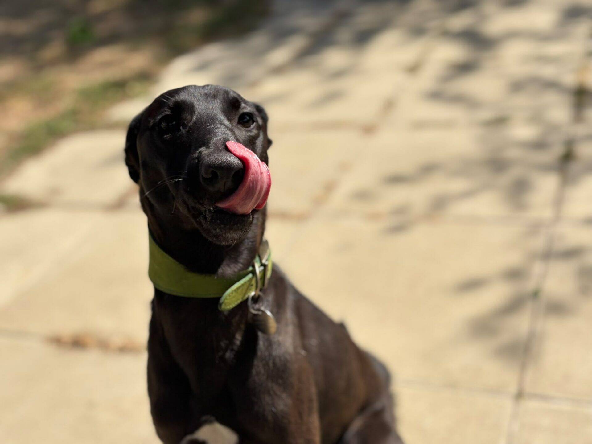 A black dog with a green collar sits on a sunlit pavement, licking its nose with its tongue. Shadows of leaves are visible on the pavement in the background.