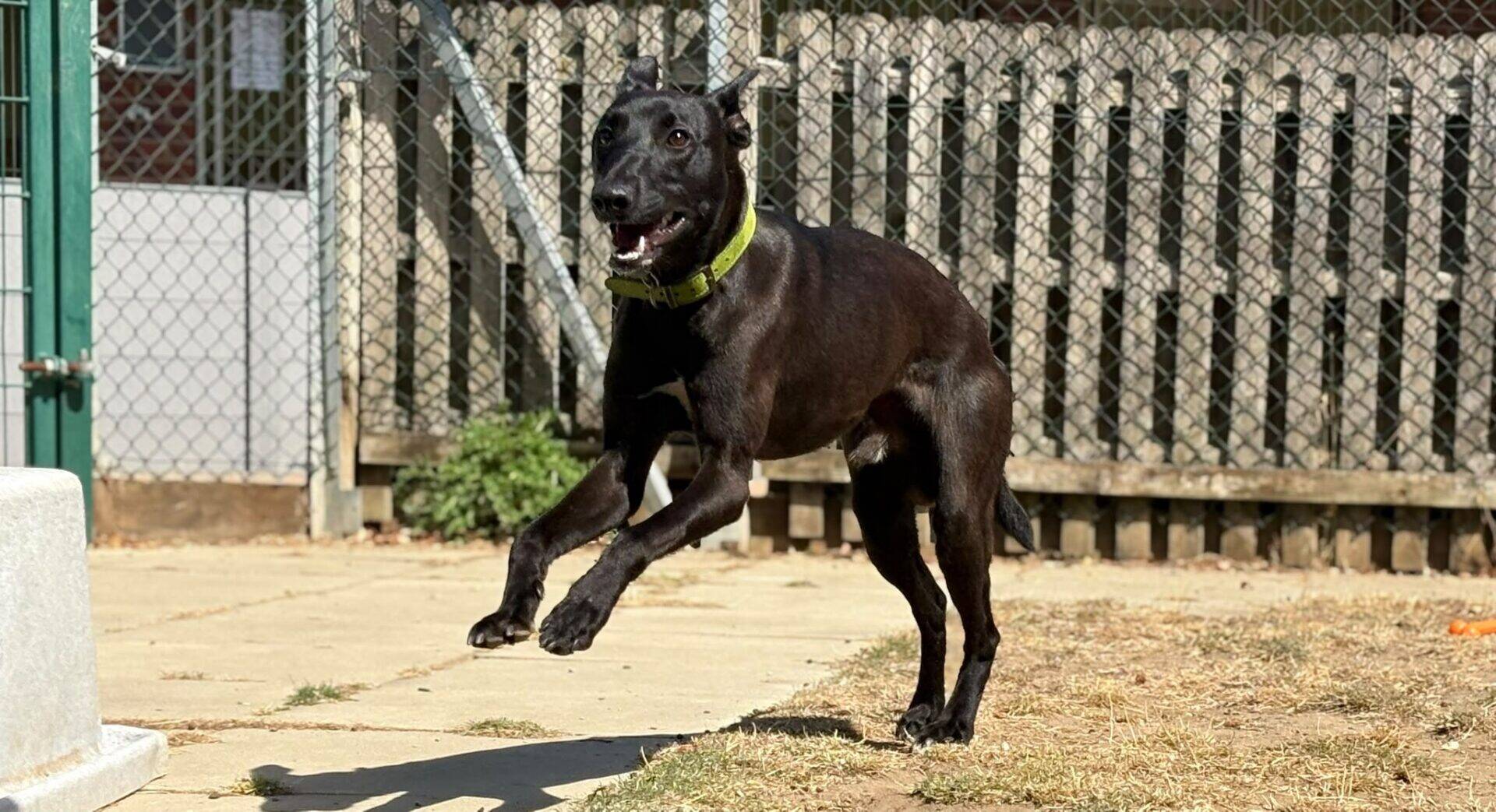 A black dog with a yellow collar is mid-jump on a sunny day in a fenced outdoor area with a wooden fence and dry grass.