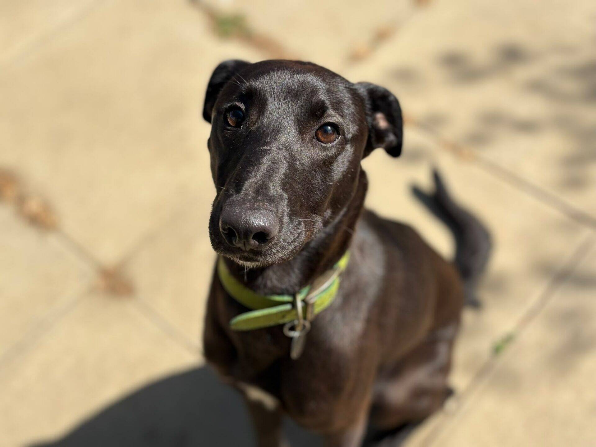 A black dog with a green collar sits on a sunlit patio, looking up at the camera with large brown eyes.