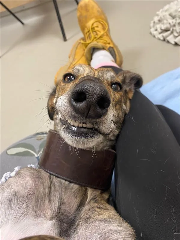 A brown lurcher with a large collar lies on its back, smiling with its teeth showing and resting its head on a person’s black-clad leg. The person, wearing yellow shoes, adds to the relaxed and playful scene.