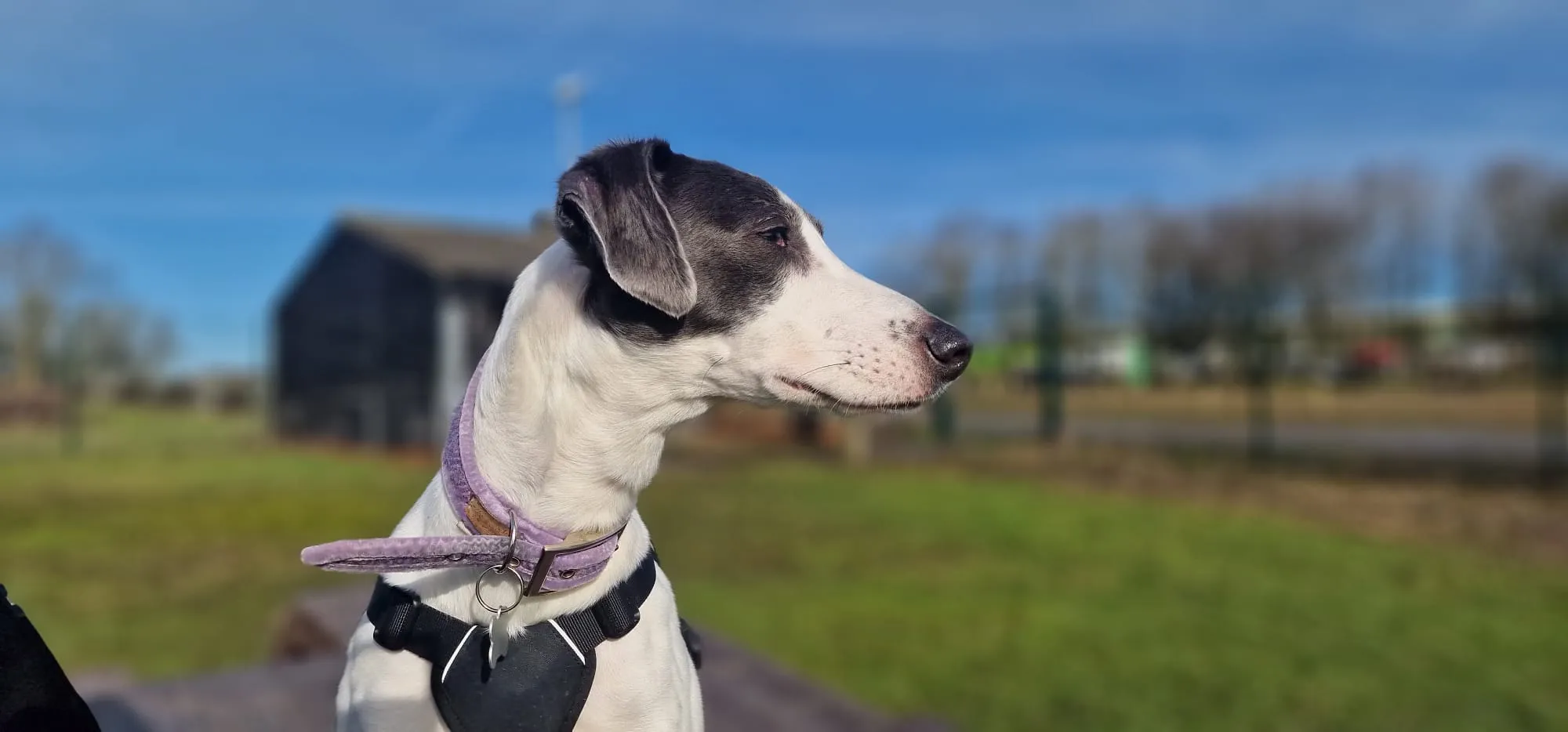 A white and black Lurcher wearing a harness and a purple collar looks to the side whilst sitting outdoors, with a grassy field, a wooden shed, and trees in the blurred background under a blue sky.