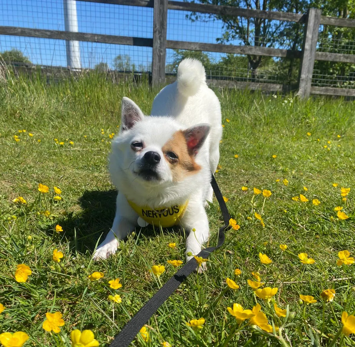 A small white crossbreed with a brown patch over one eye stretches on green grass among yellow flowers, wearing a yellow vest labelled NERVOUS. A lead is attached, and a wooden fence and trees are in the background.