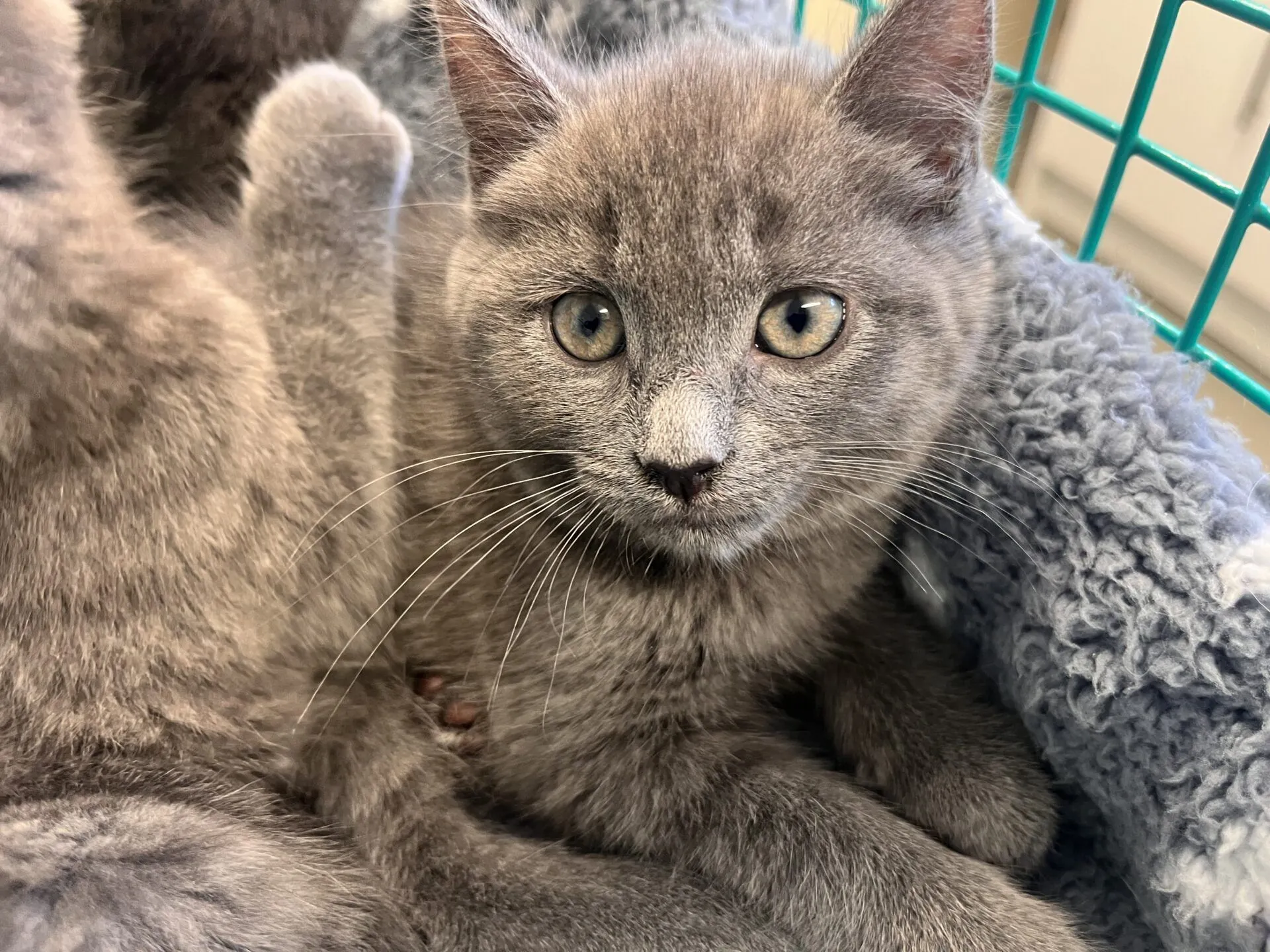 A grey kitten with yellow-green eyes sits on a soft, fluffy grey blanket, looking directly at the camera. Another grey kitten is partially visible beside it. A teal wire enclosure is in the background.