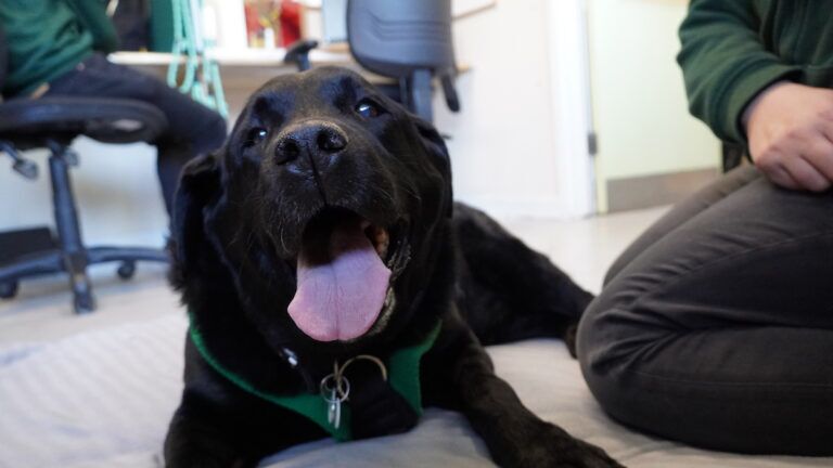 A black dog with its mouth open and tongue out lies on a blanket indoors. The dog wears a green harness and tag. Two people are nearby, one sitting on the floor and another at a desk in the background.