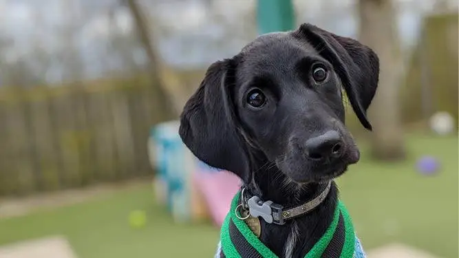 Small black dog