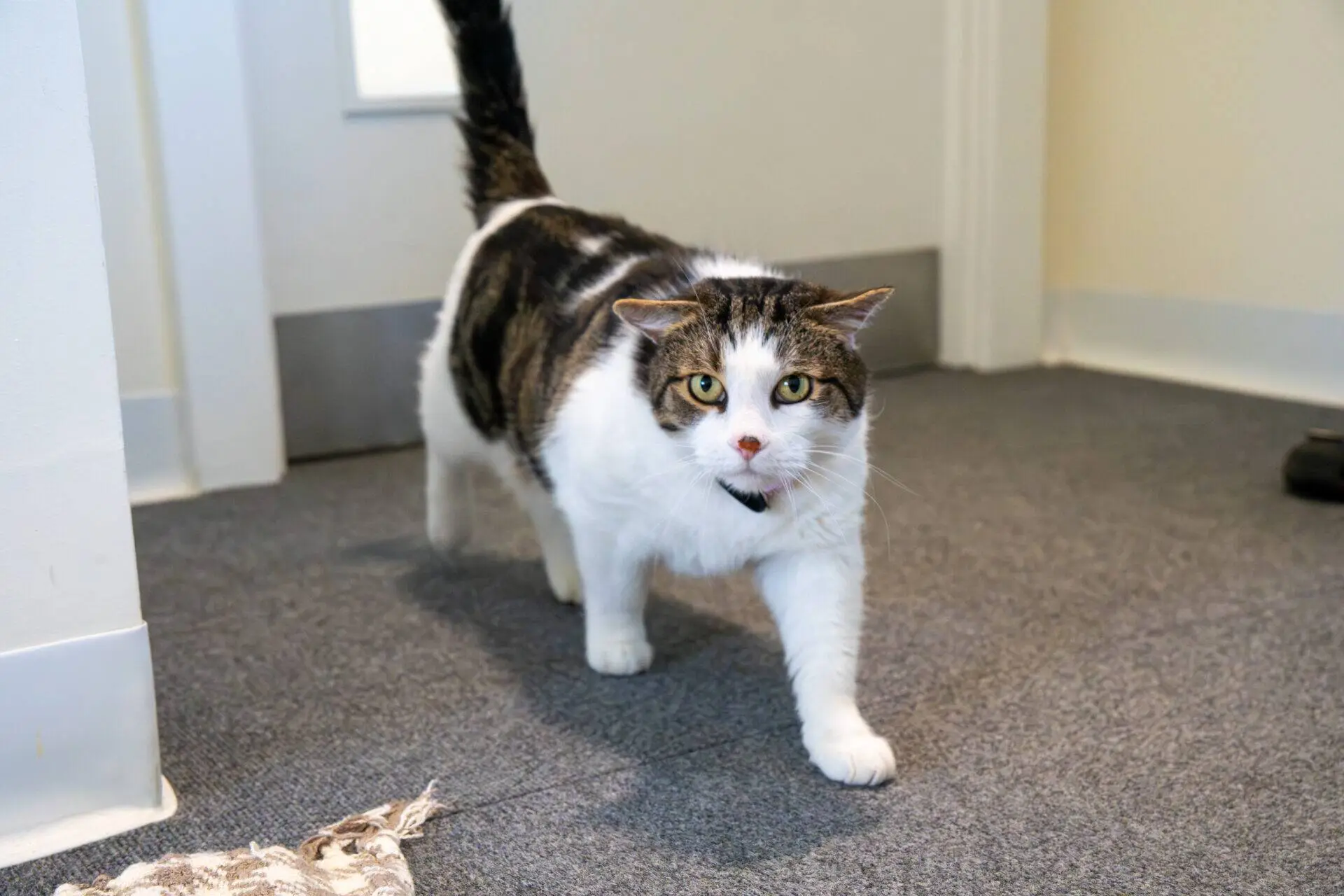 A blaze domestic short haired cat with a collar walks on a grey carpet in a room, looking directly at the camera. Part of a door, wall, and a piece of fabric are visible in the background.