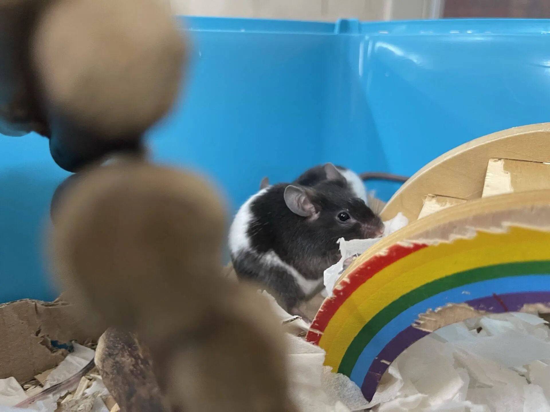 A black and white mouse sits in a blue cage next to a wooden toy painted with a rainbow. Bedding is scattered around, and a blurry hanging toy is visible in the foreground.