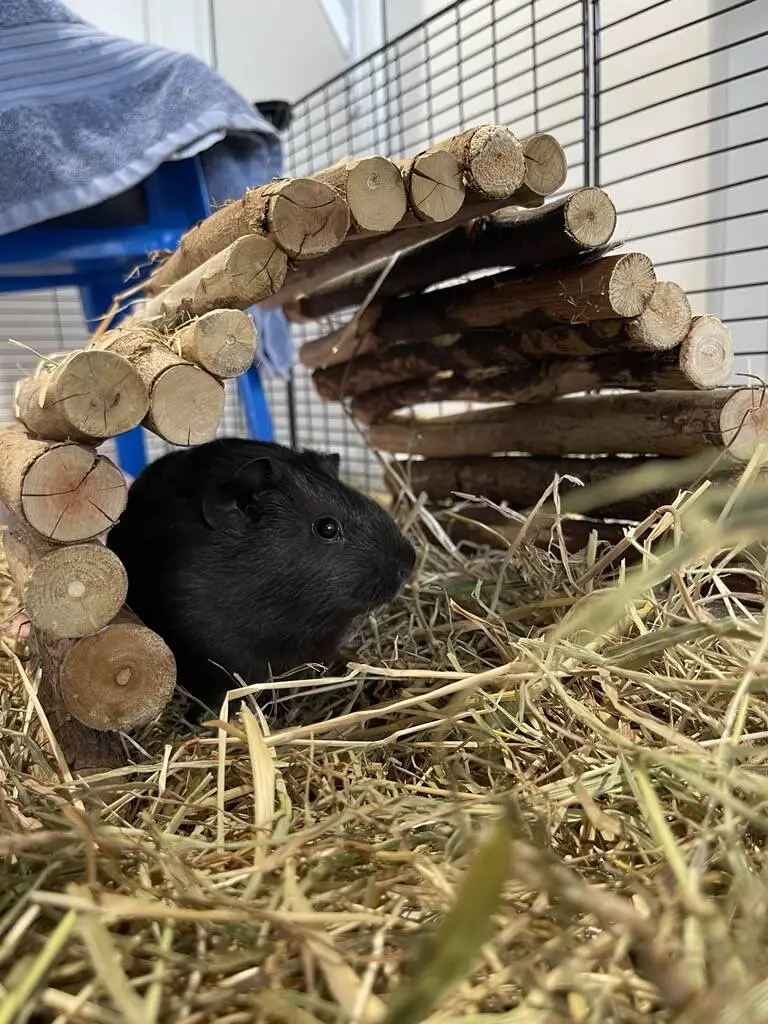 A black guinea pig sits in a pile of hay under a curved wooden tunnel inside a wire cage. Natural light shines in, highlighting the cosy environment.