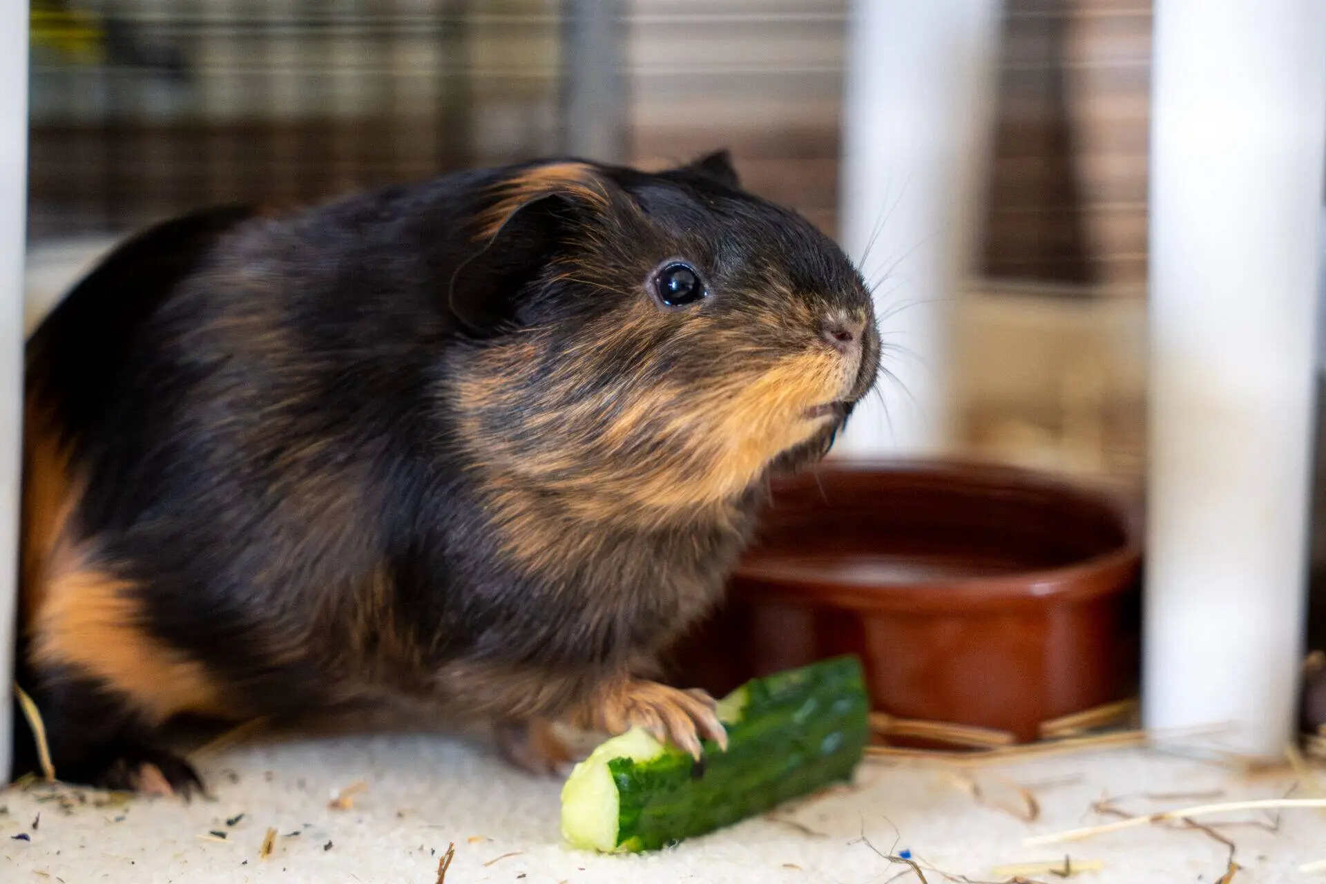A brown and black guinea pig stands on a piece of cucumber inside its enclosure, with a brown water dish and scattered hay visible in the background.