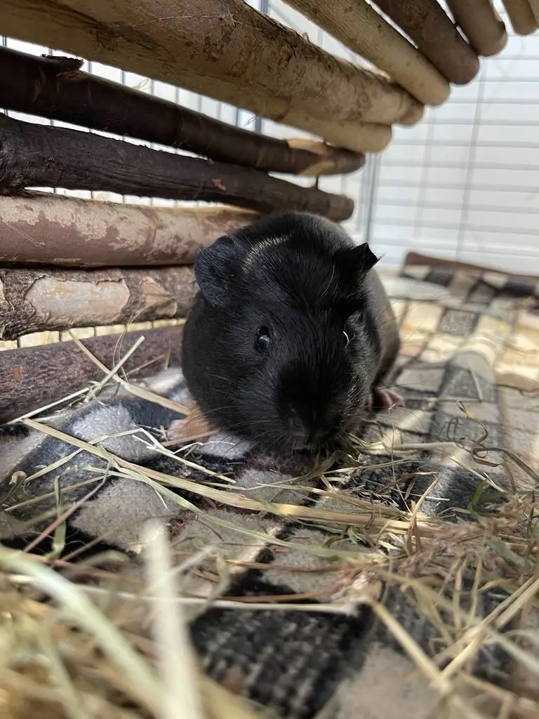 A black guinea pig sits on a patterned blanket inside a small shelter made of wooden sticks, surrounded by hay in its enclosure.