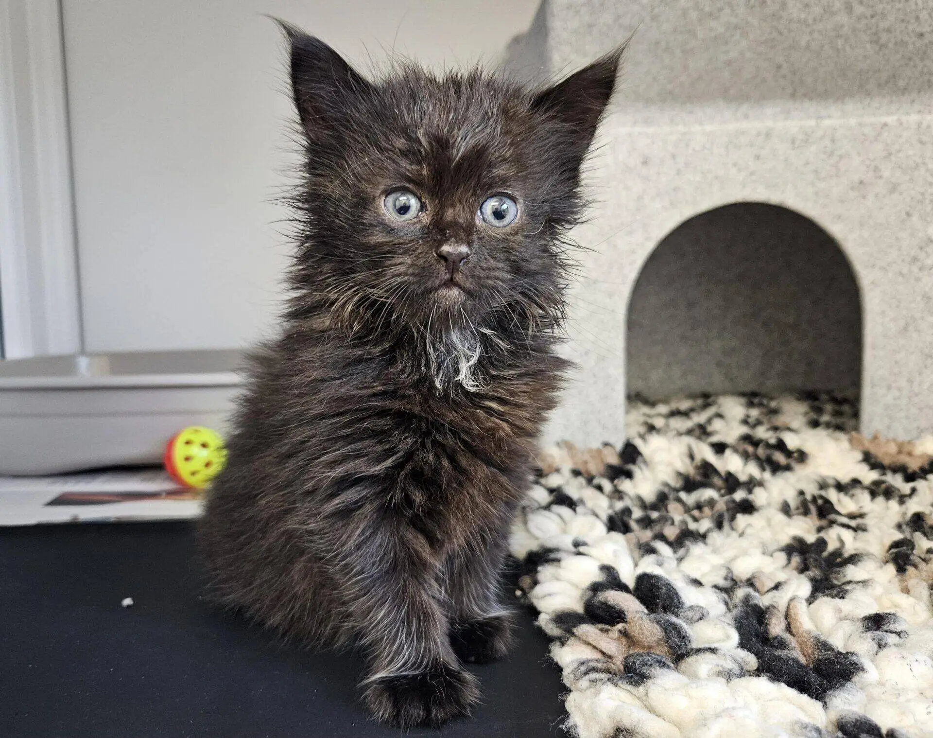 A fluffy black kitten with blue eyes sits on a black surface near a textured rug and a cat house. A yellow and red toy ball can be seen in the background.