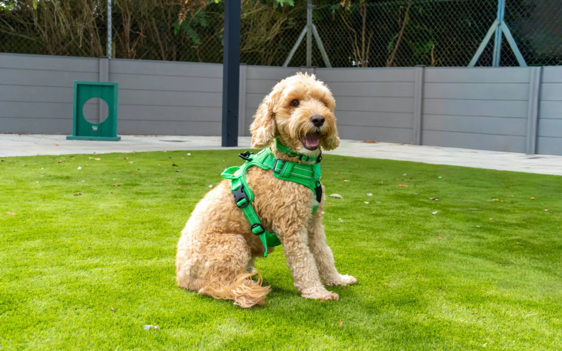 A fluffy light brown cockapoo wearing a green harness sits on bright green grass in a fenced outdoor area, looking at the camera with its mouth open.