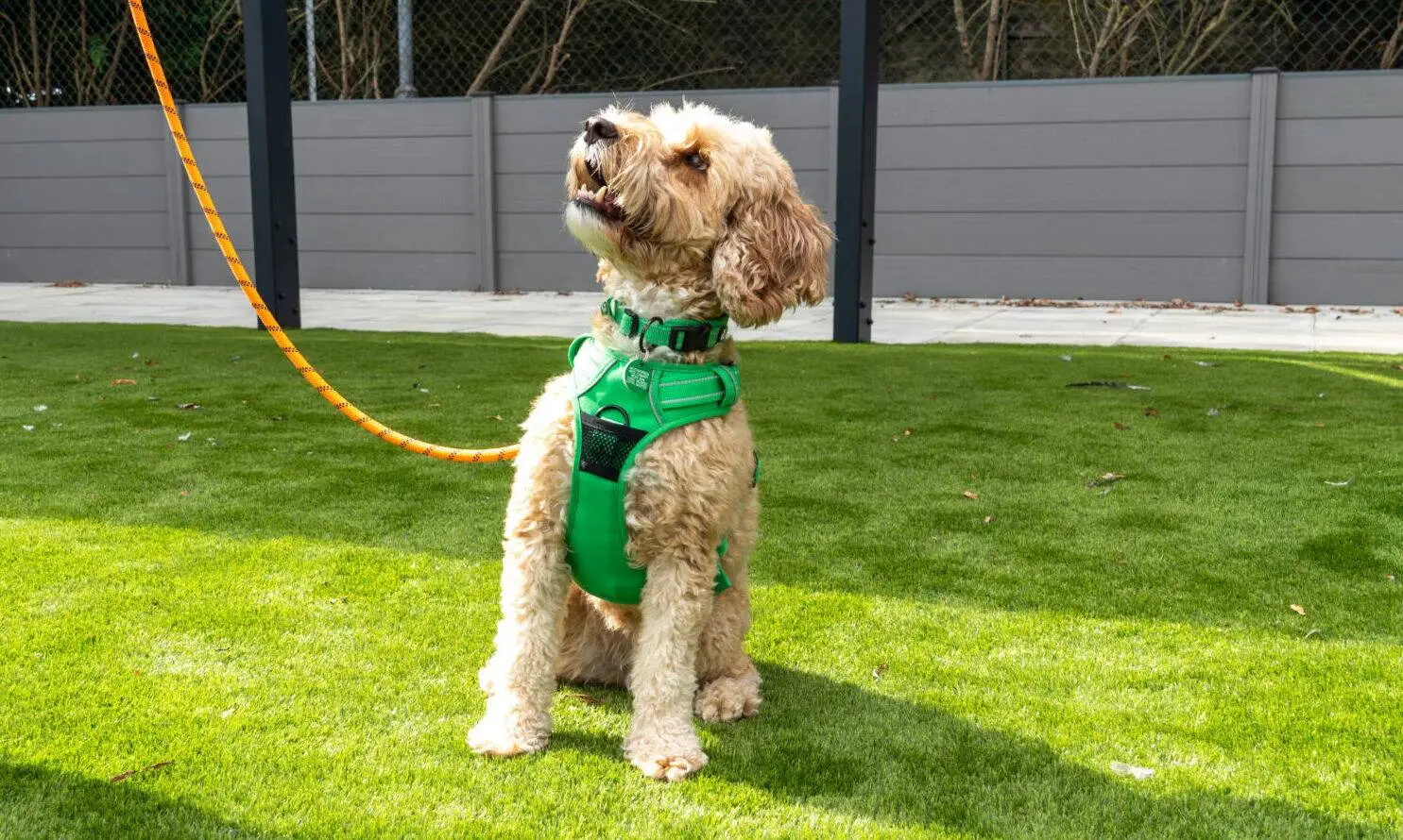 A small, curly-haired dog wearing a green harness sits on grass, looking up at a person holding its orange lead. Only the person's legs and shoes are visible.