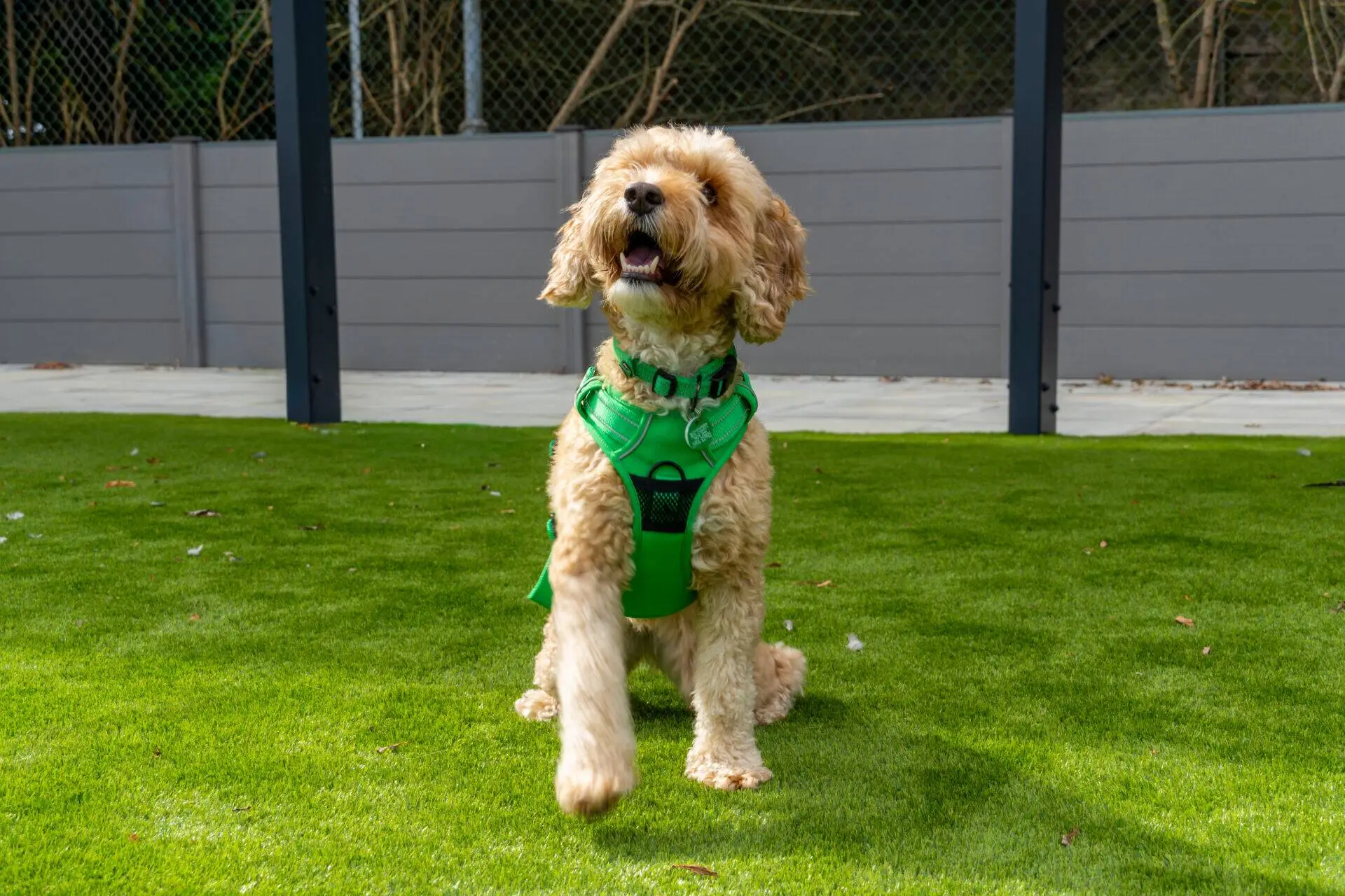 A fluffy tan dog wearing a bright green harness sits on green grass, lifting one paw, with a fenced area and trees in the background.