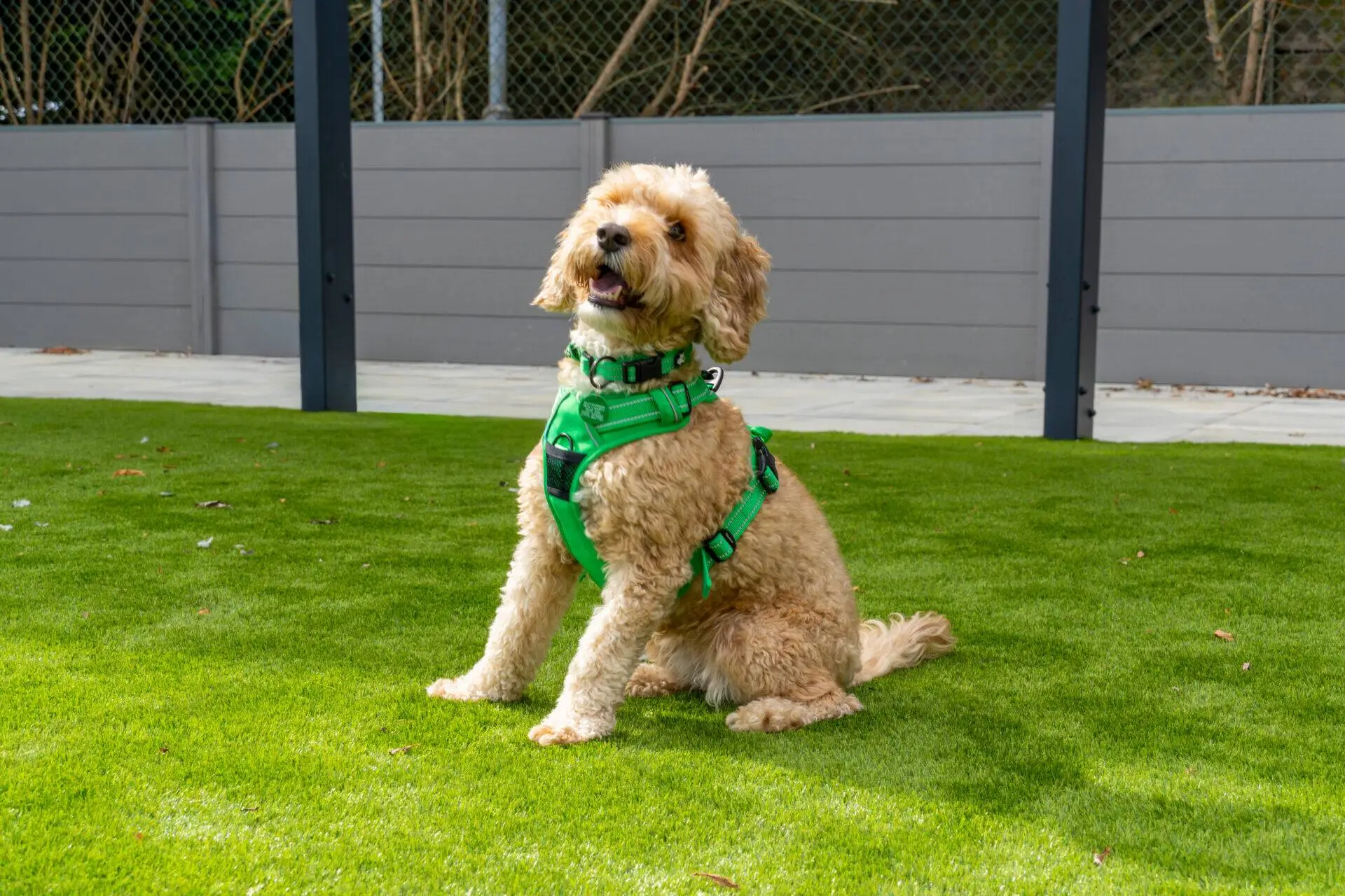 A fluffy light brown dog wearing a green harness sits on bright green grass in a fenced outdoor area, looking happy with its mouth slightly open.