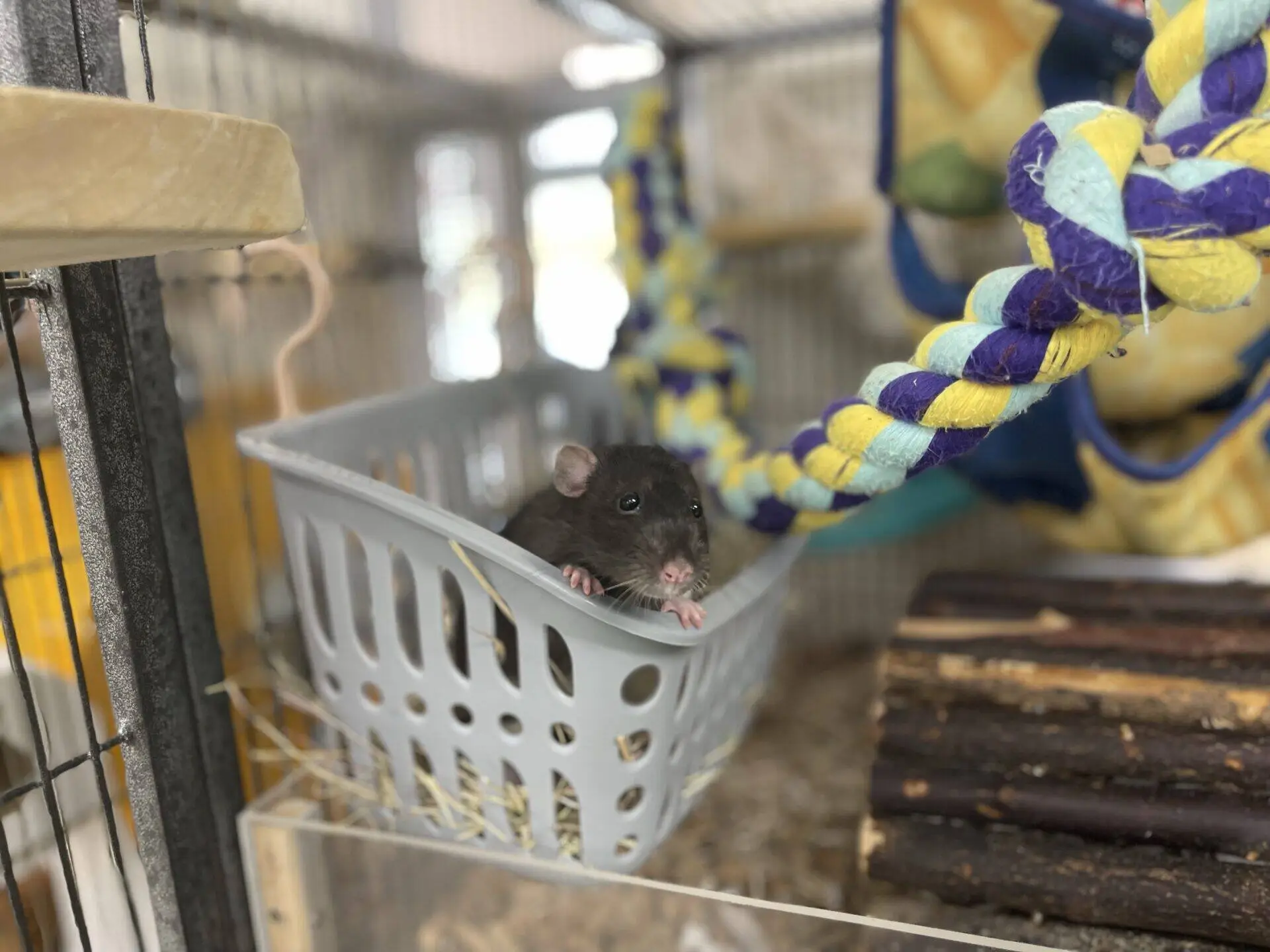 A black rat sits in a grey plastic basket inside a cage. Colourful braided ropes and wooden logs are nearby, with bedding and toys visible in the background.