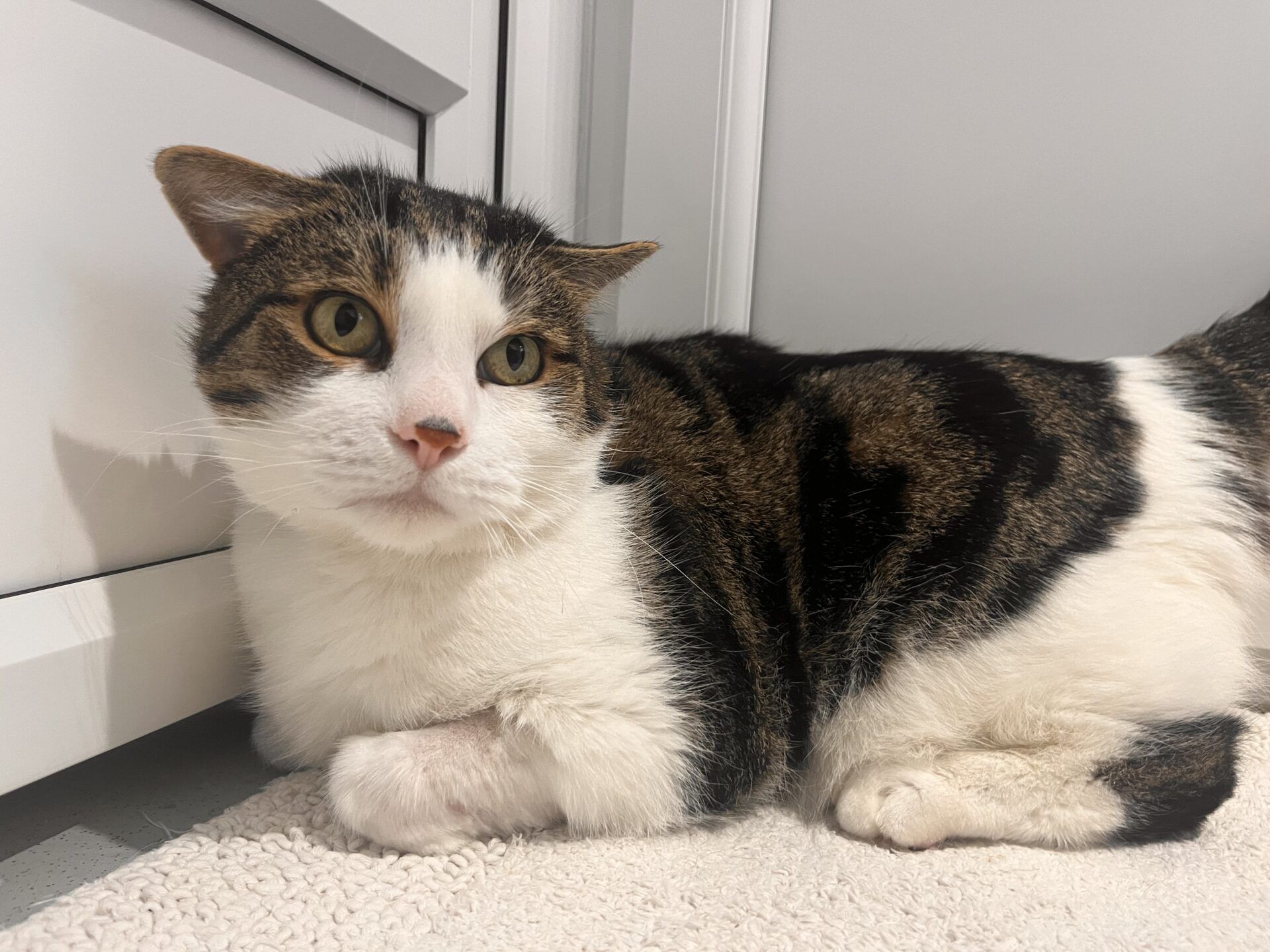 A tabby and white blaze domestic short hair cat with golden eyes lies on a light carpet next to a white cabinet, looking slightly to the side with one ear turned back.