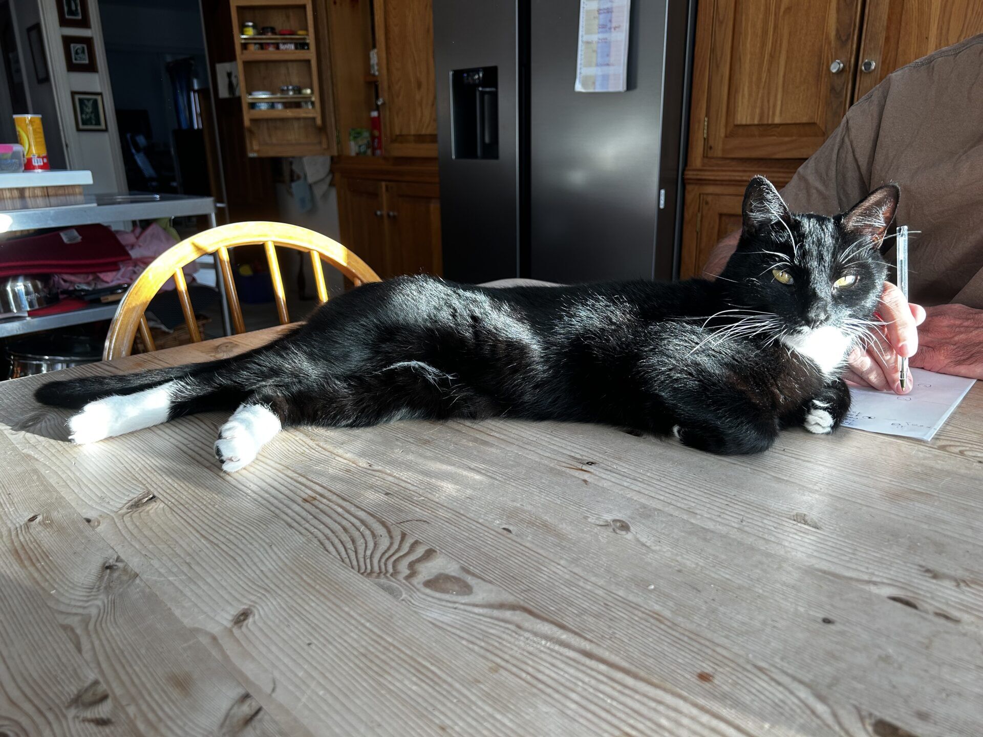A black and white cat is lounging on a sunlit wooden table. The cat is stretched out comfortably next to a person who is writing on paper, with only the person’s arm visible. Kitchen cabinets and a refrigerator are in the background.