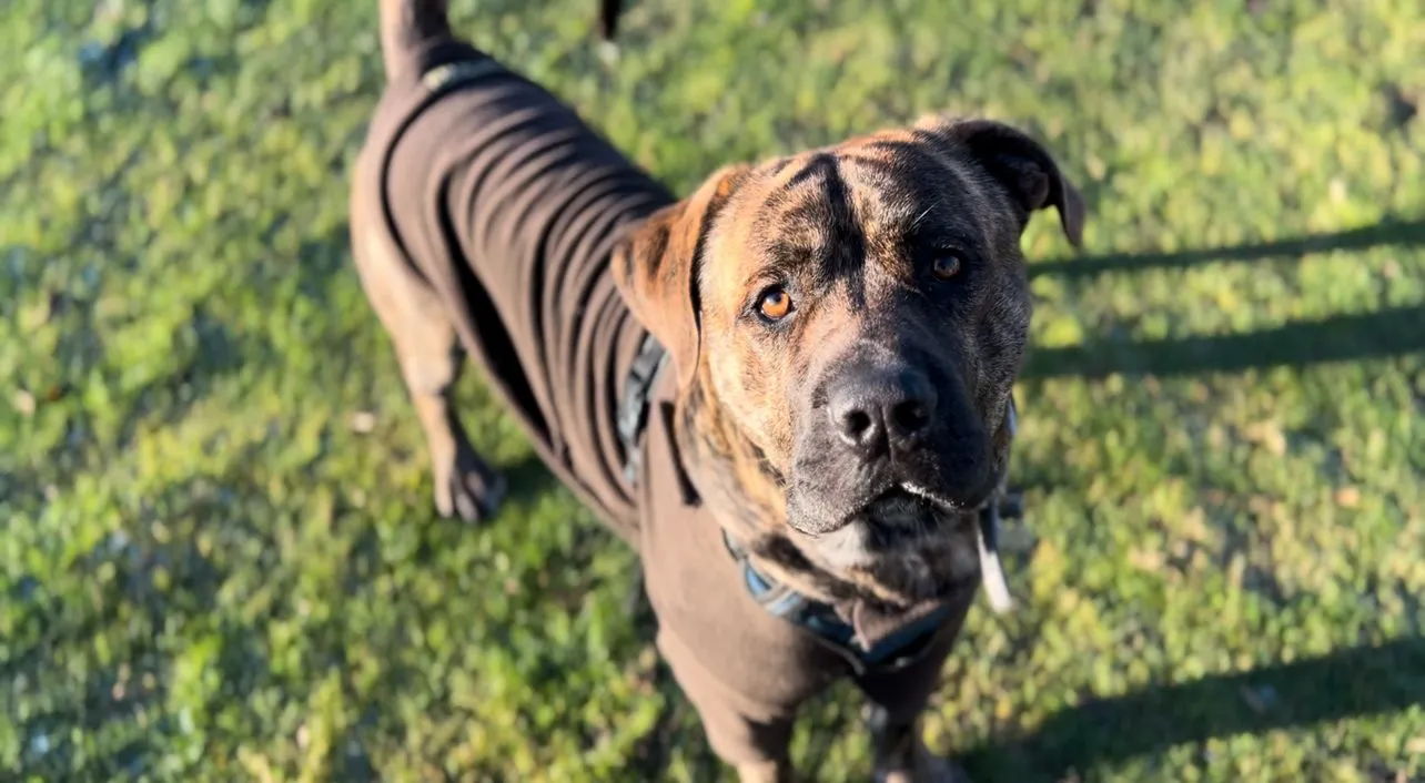 Luigi, a 2 years old male Presa Canario available for adoption from Woodgreen in Cambridgeshire