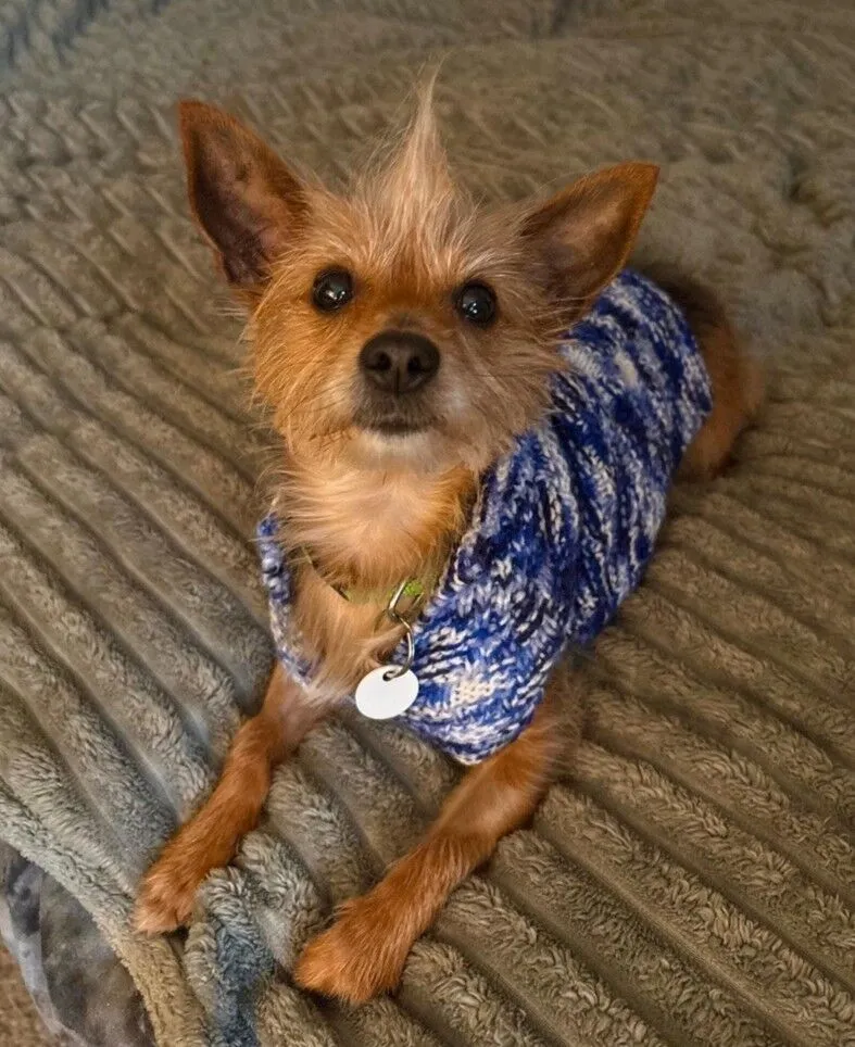 A small brown dog with pointy ears and a scruffy coat lies on a textured blanket, wearing a blue and white knitted jumper and a round ID tag, looking up at the camera.