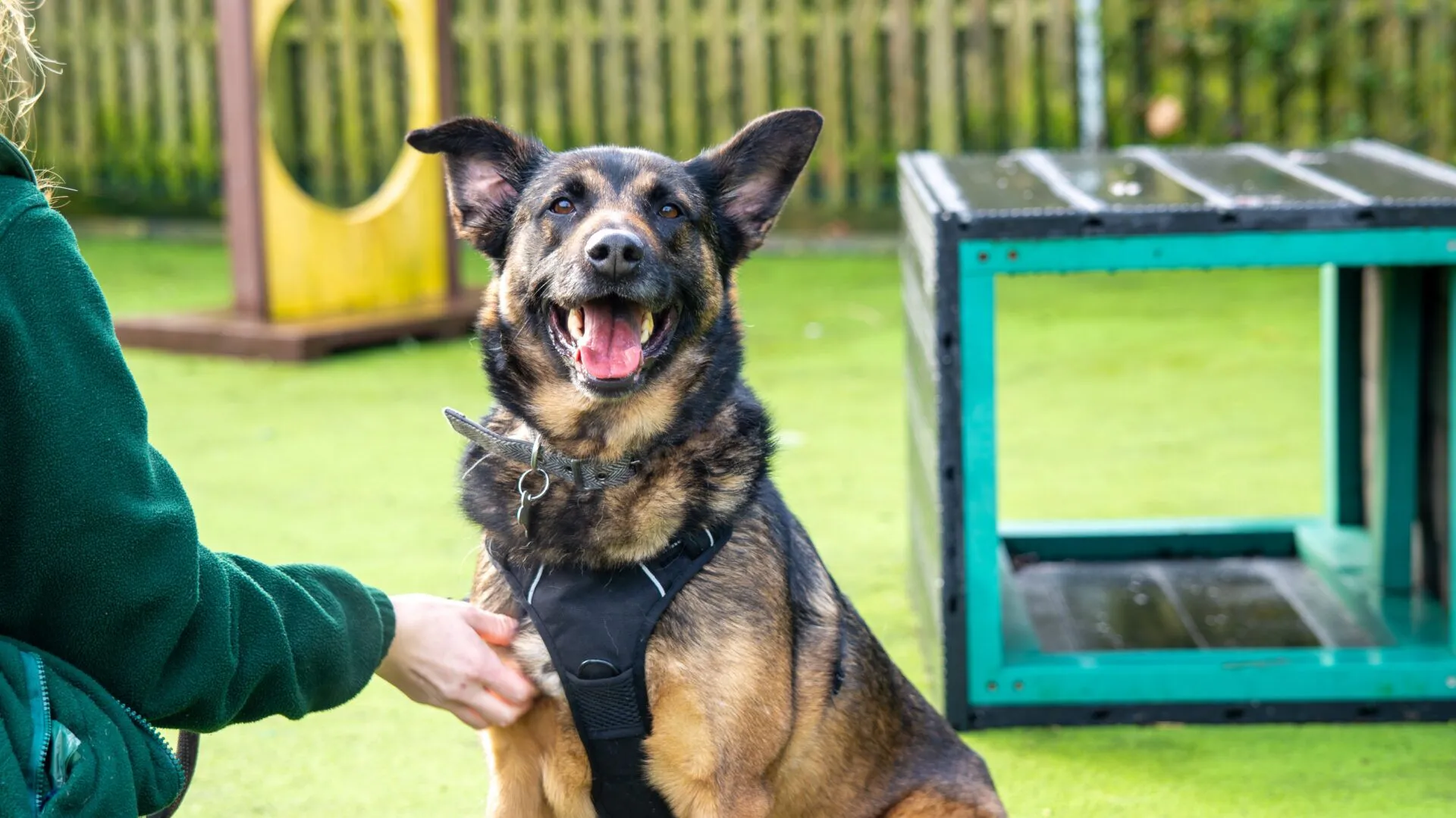 Mazikeen, a 6 years old female Belgian Malinois available for adoption from Woodgreen in Cambridgeshire