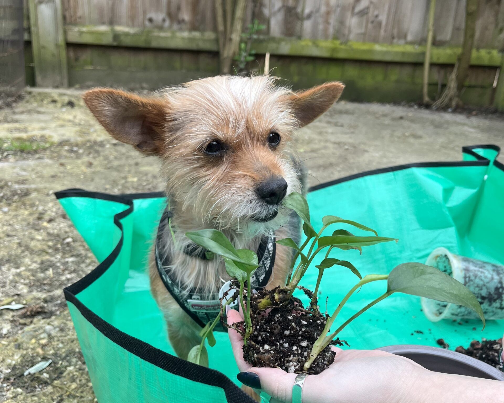 A small tan terrier cross dog named Betty with pointy ears stands in a green gardening container, sniffing a hand holding a small plant with exposed roots and soil. A wooden fence and scattered earth are visible in the background.