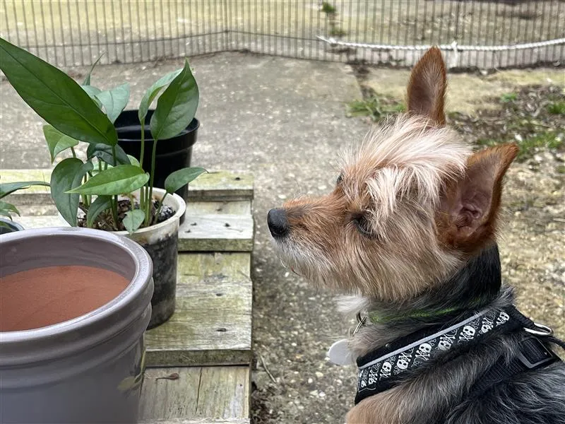Betty, a small Terrier Cross dog wearing a skull-patterned harness, sits on a wooden bench outdoors, looking to the side. Nearby are potted green plants and an empty pot on the bench, with a fenced garden in the background.