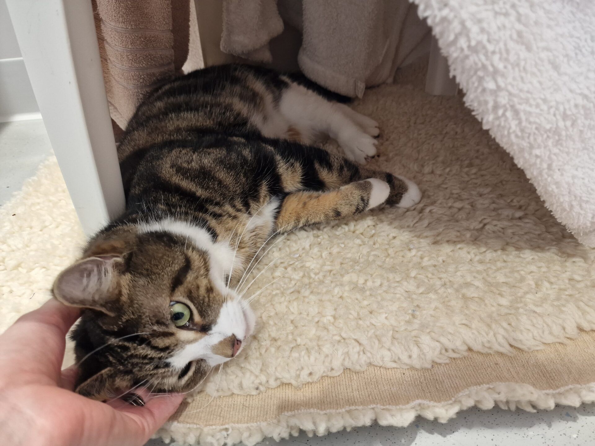 A tabby cat with white markings is lying on a fluffy cream rug under a table draped with towels. A hand is gently stroking the cat's head, and the cat looks relaxed and calm.