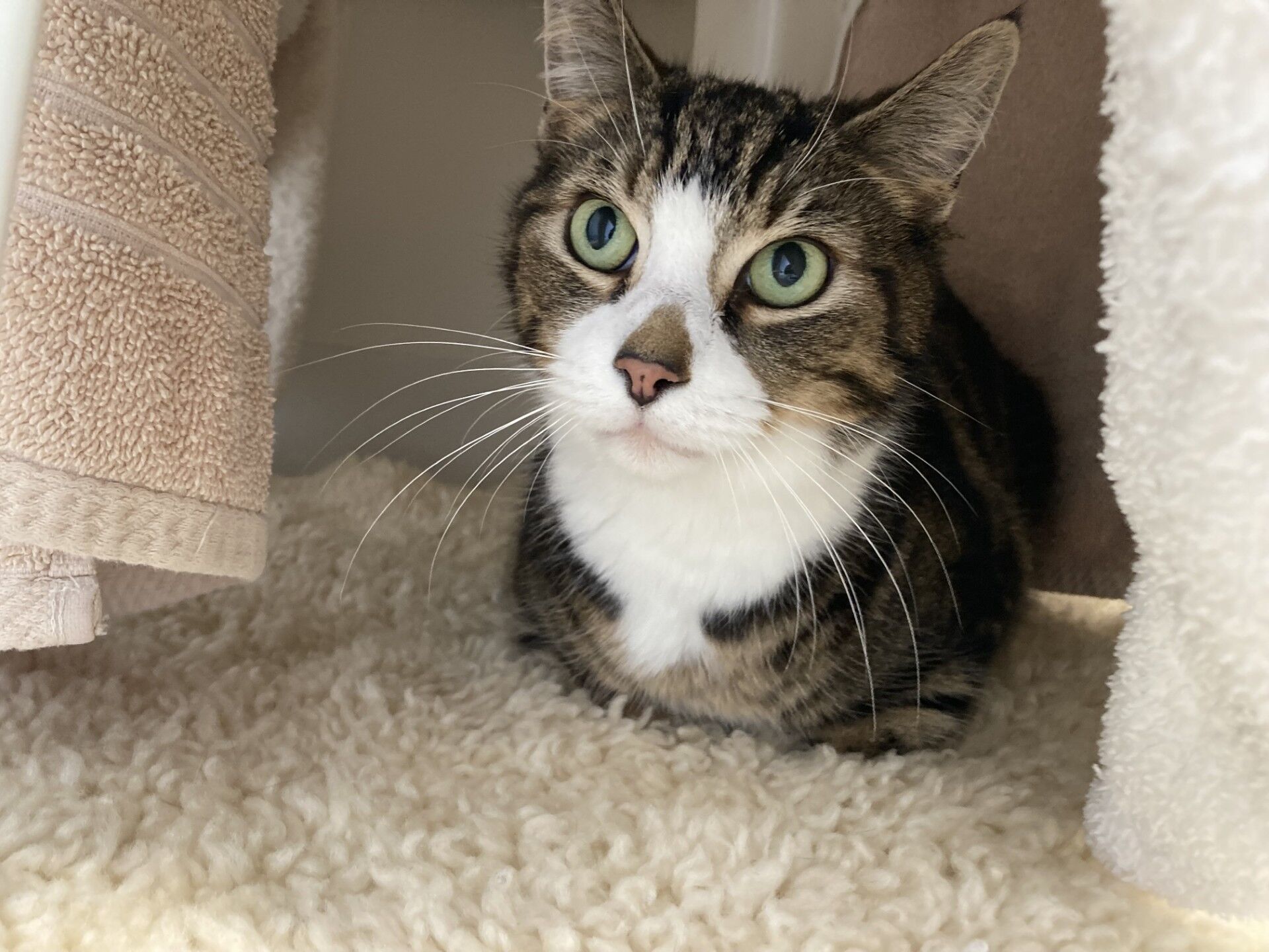 A tabby cat with green eyes and white markings is sitting on a fluffy cream rug, surrounded by beige and white towels, looking slightly upwards.