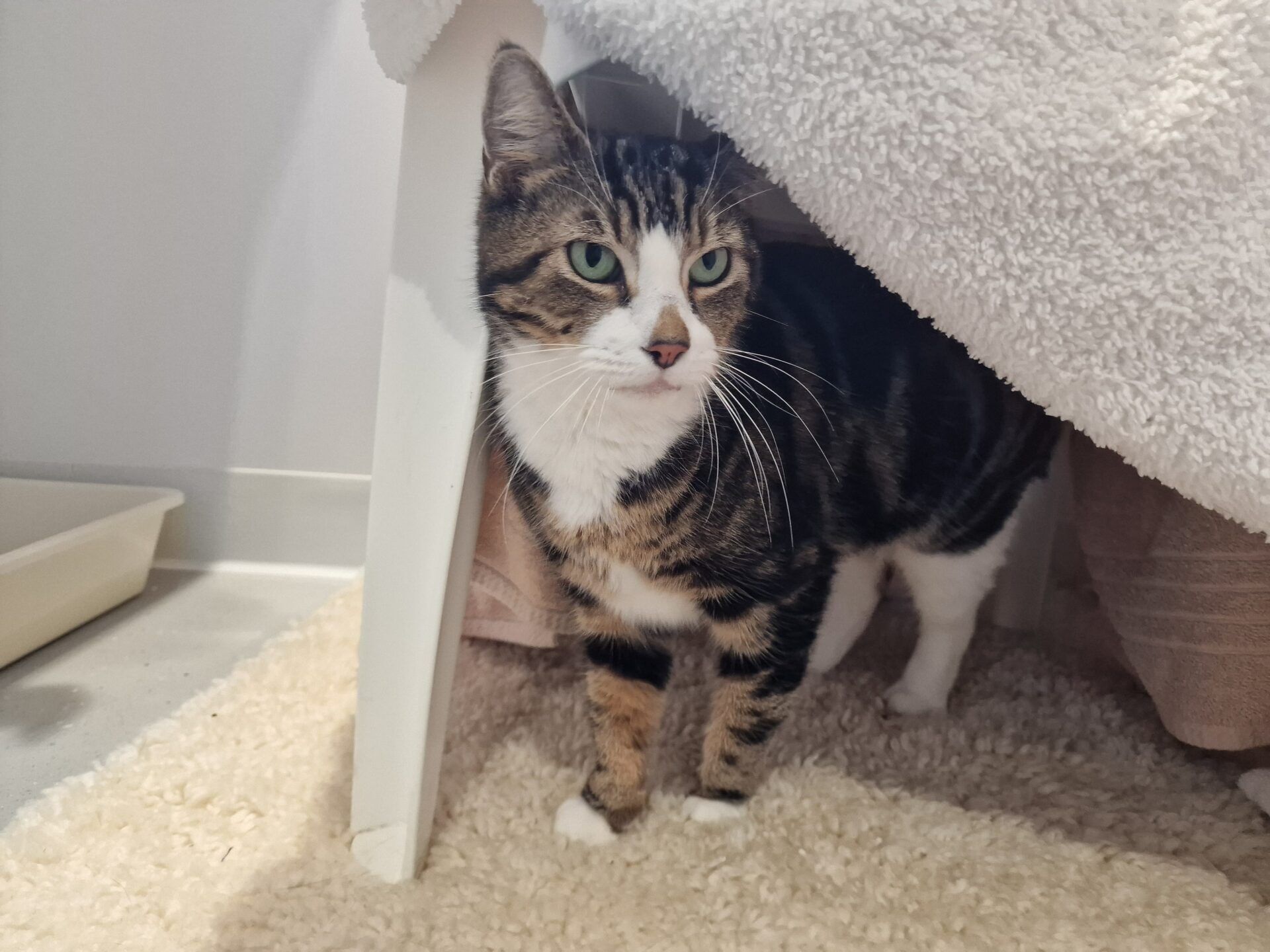 A tabby cat with green eyes and white paws stands under a white table, partially covered by a fluffy blanket, on a textured beige rug next to a litter tray.