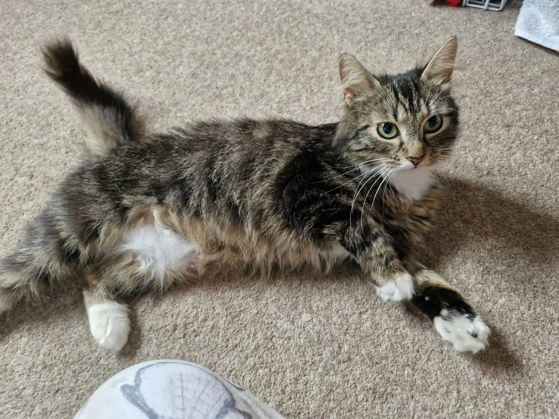 A fluffy tabby cat with white paws and chest is lying on its side on a beige carpet, looking up towards the camera. Part of a person's leg in patterned clothing is visible in the foreground.