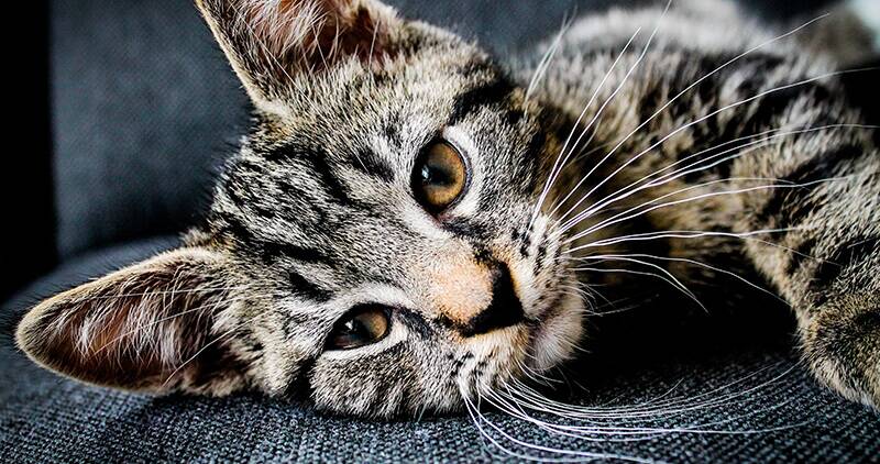 Cat laying on side