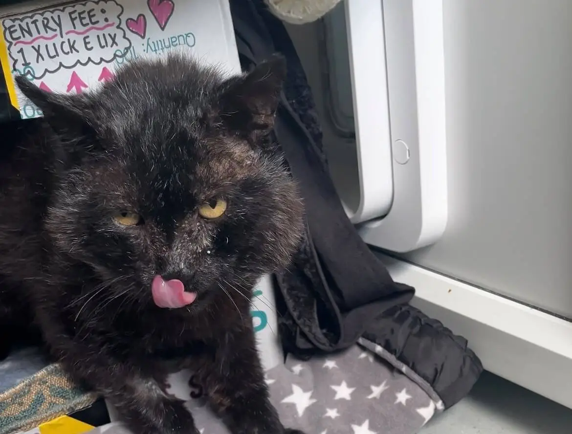 A black cat with a rough coat licks its nose, sitting among clothes and blankets near a white appliance. Handwritten notes with hearts and colourful text are visible in the background.