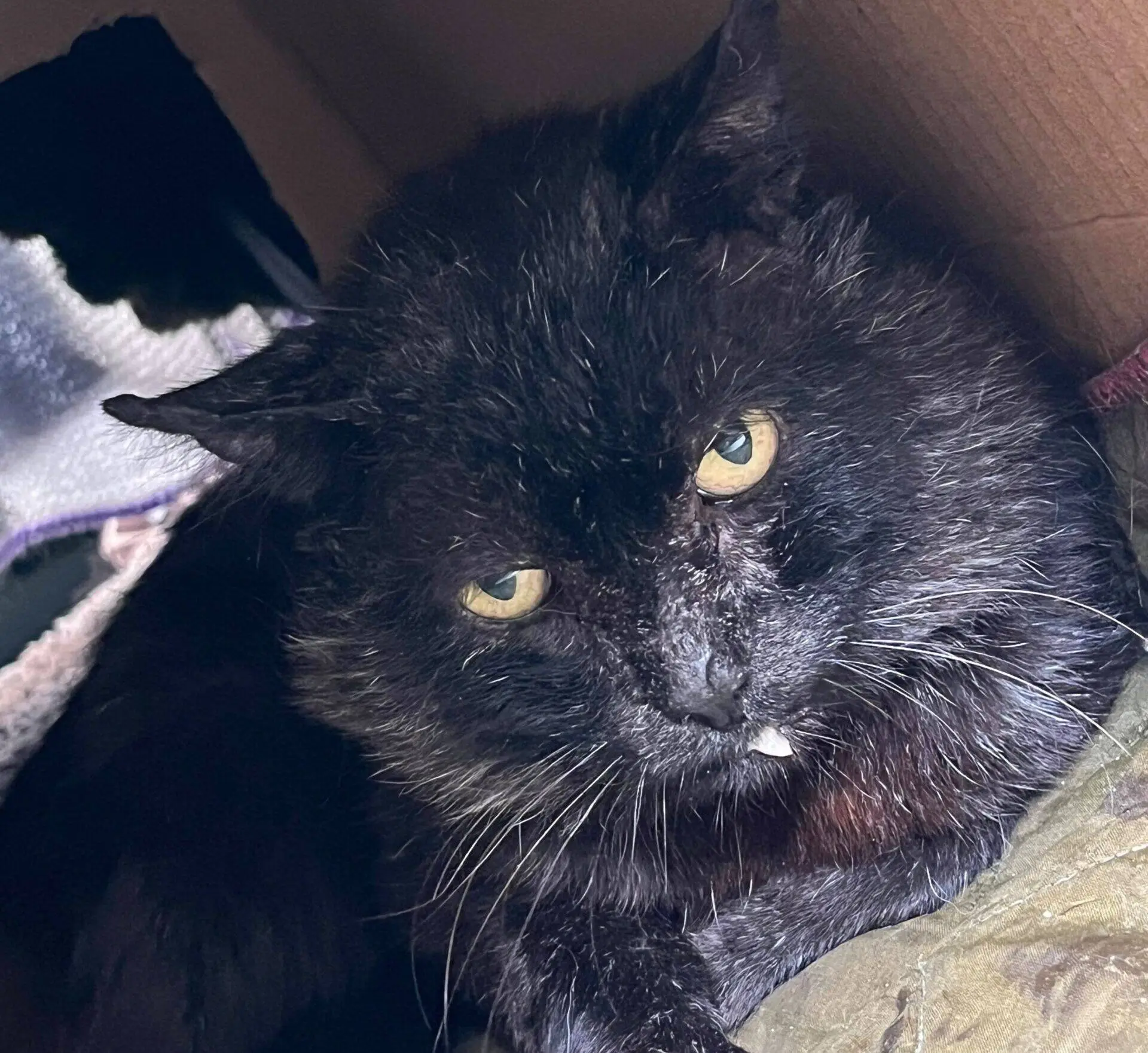 A black cat with yellow eyes rests inside a cardboard box, looking up at the camera with a slightly tilted head and a small spot of dribble on its chin.