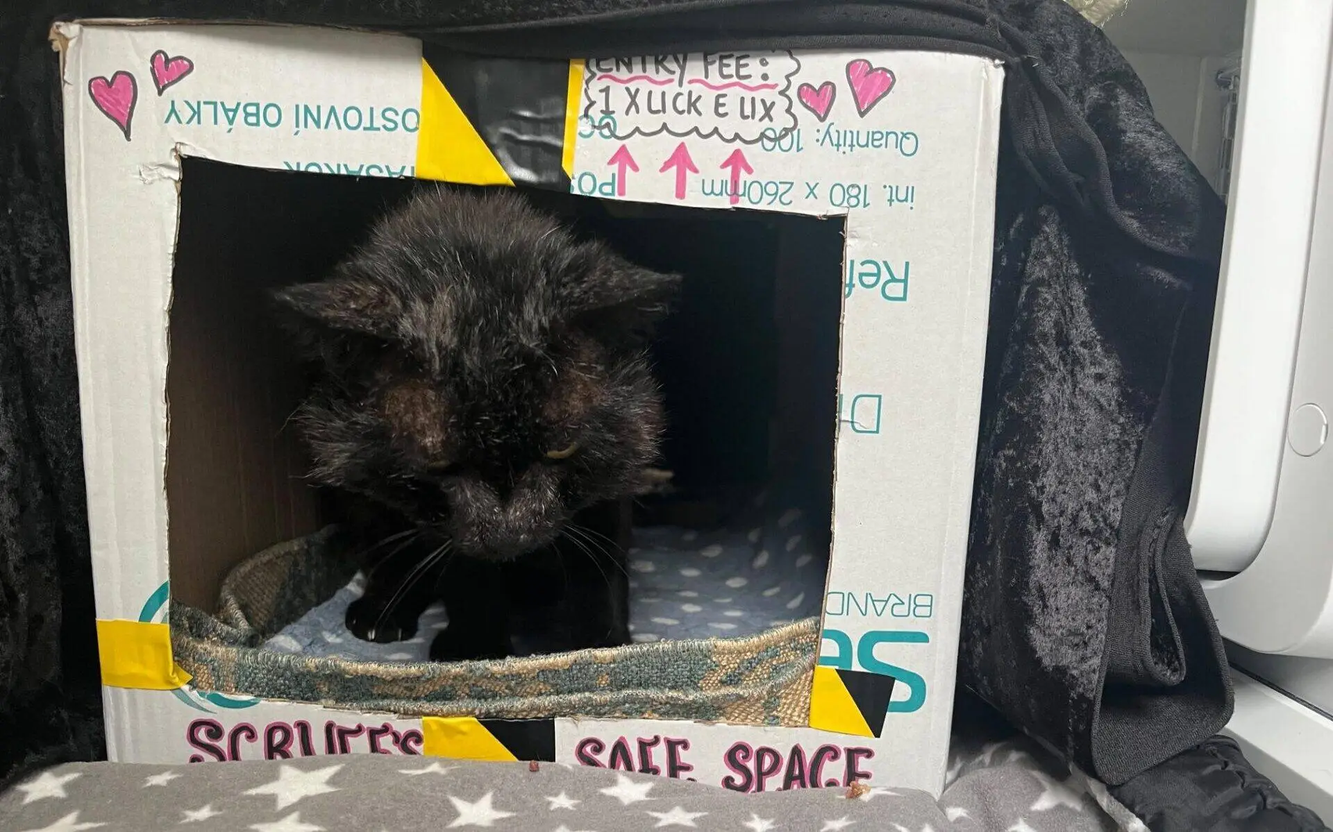 A black cat sits inside a cardboard box with a cut-out entrance, labelled SCRUFFS SAFE SPACE. The box is lined with a blanket and surrounded by soft, cosy bedding.