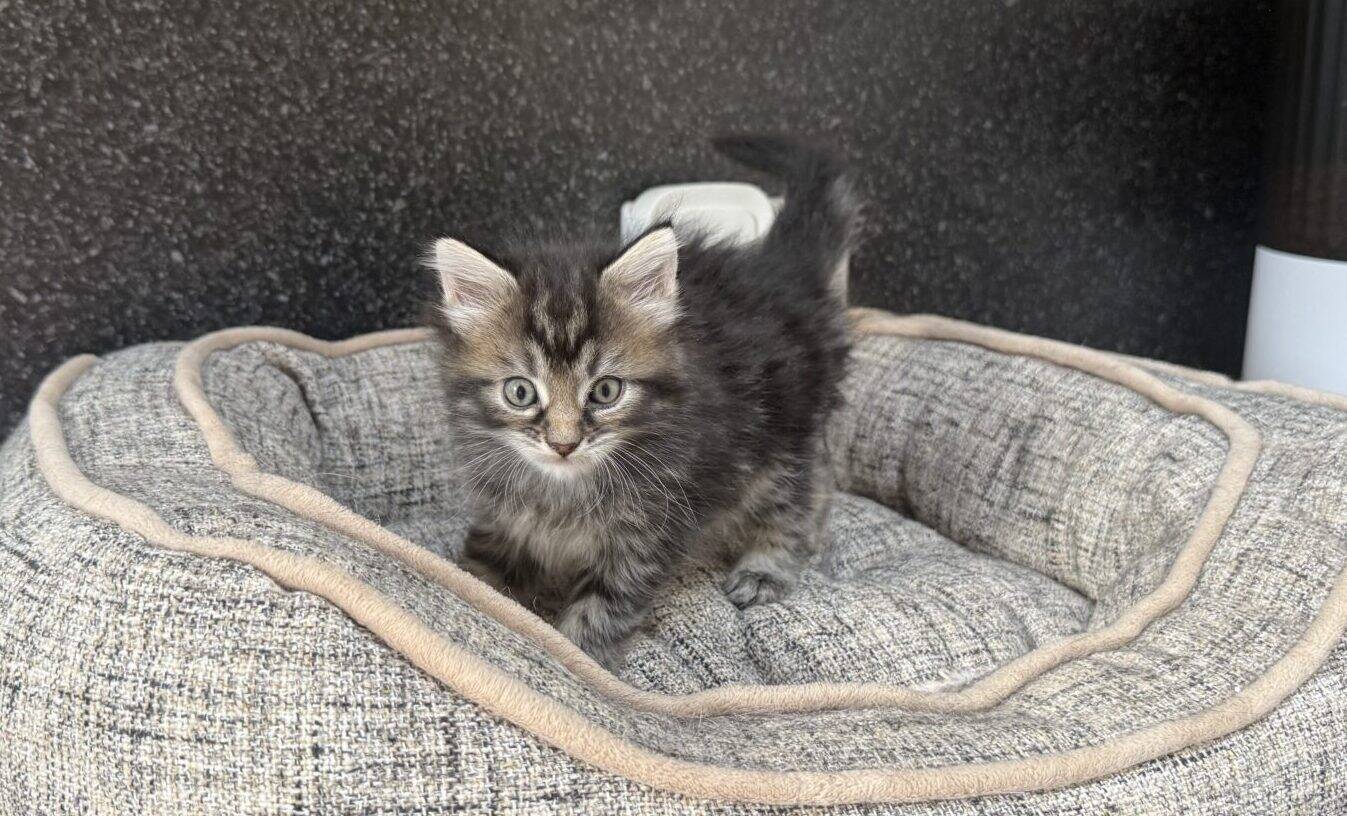A fluffy grey kitten stands on a plush, beige pet bed on a kitchen worktop next to a sink. A white feeder and a small dish of food are visible in the background.