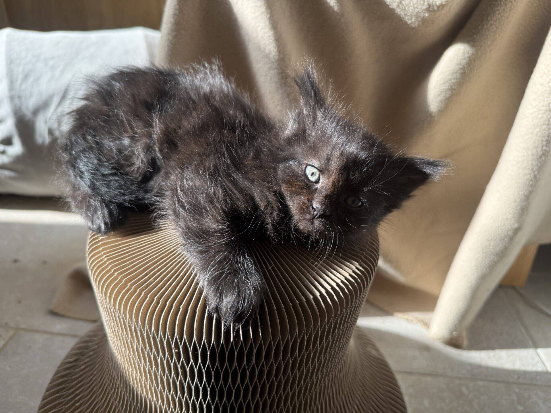 A fluffy black kitten with green eyes lounges on a textured brown stool, basking in sunlight. A beige blanket is draped in the background, casting soft shadows.