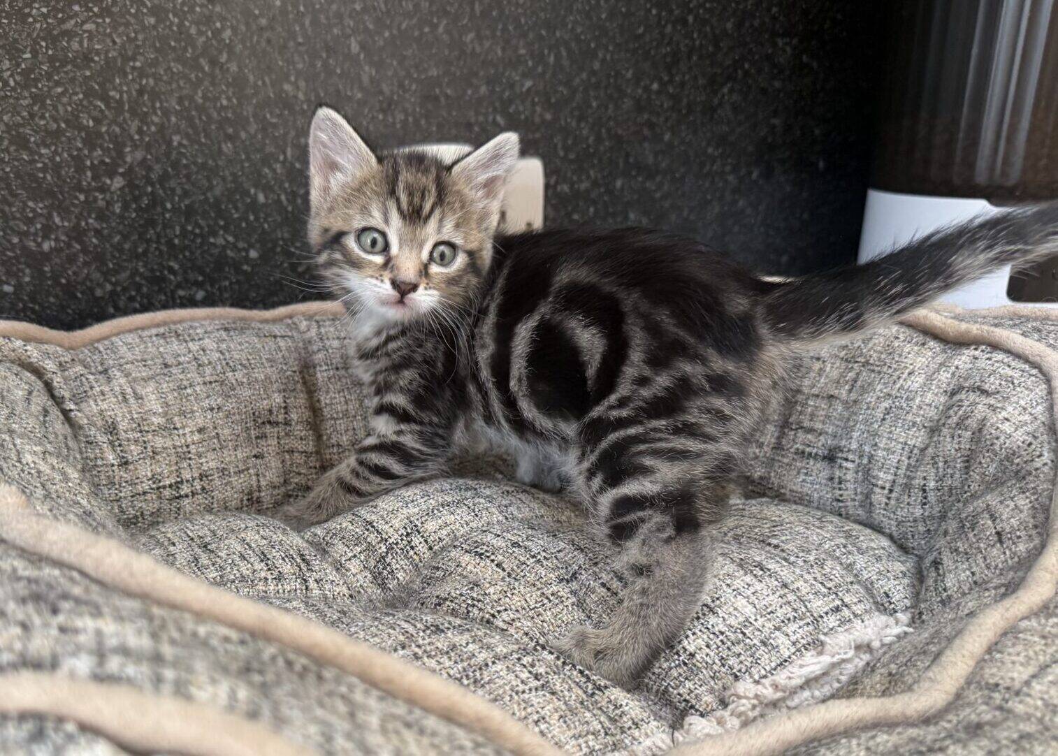 A small tabby kitten with blue eyes stands on a plush, grey pet bed, looking towards the camera. The background is dark and textured, with part of a white and brown object visible on the right.