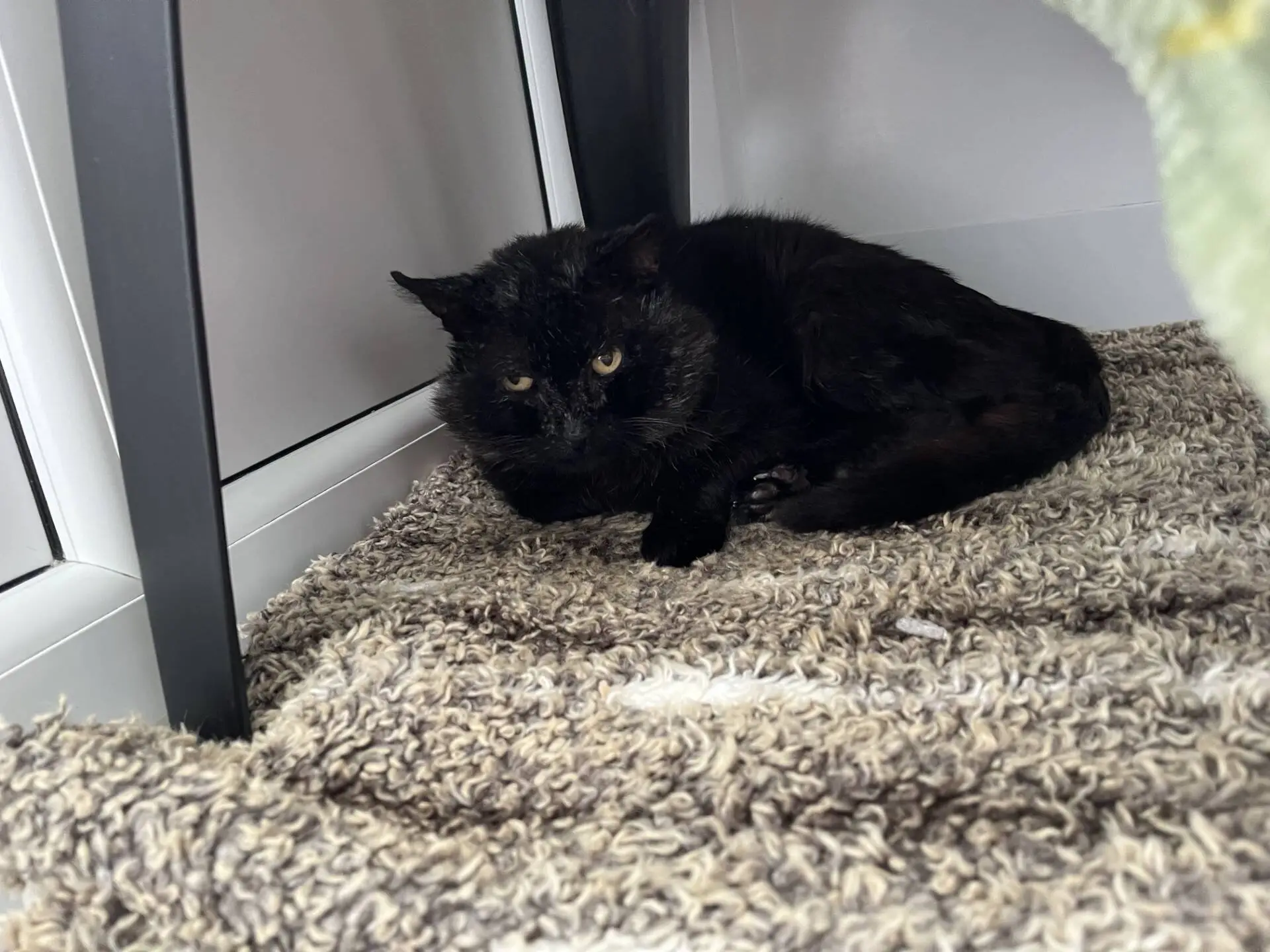 A black cat with yellow eyes lies curled up on a textured brown rug under a table, looking slightly wary.