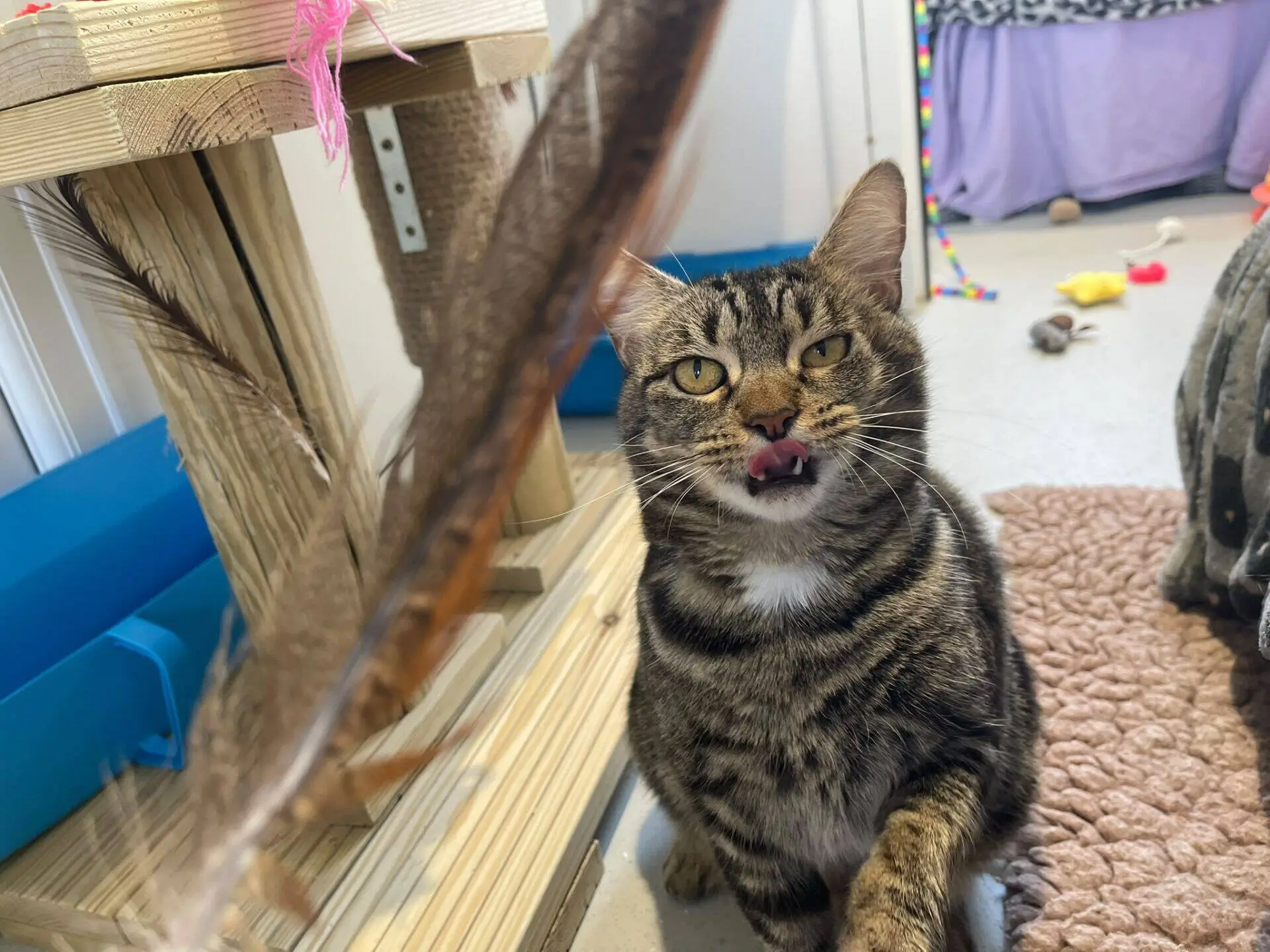A tabby cat with yellow eyes sits on a textured mat, licking its nose and looking at a feather toy. A wooden cat tree, colourful toys, and a purple blanket are visible in the background.