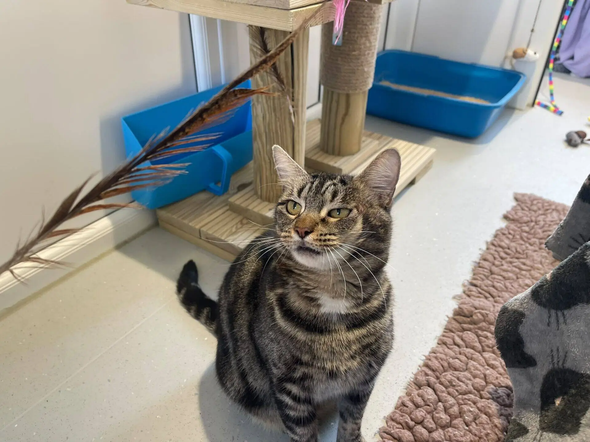 A tabby cat sits on the floor near a scratching post and blue litter tray, looking up at a brown feather toy. A textured mat and cat tree are also visible in the background.