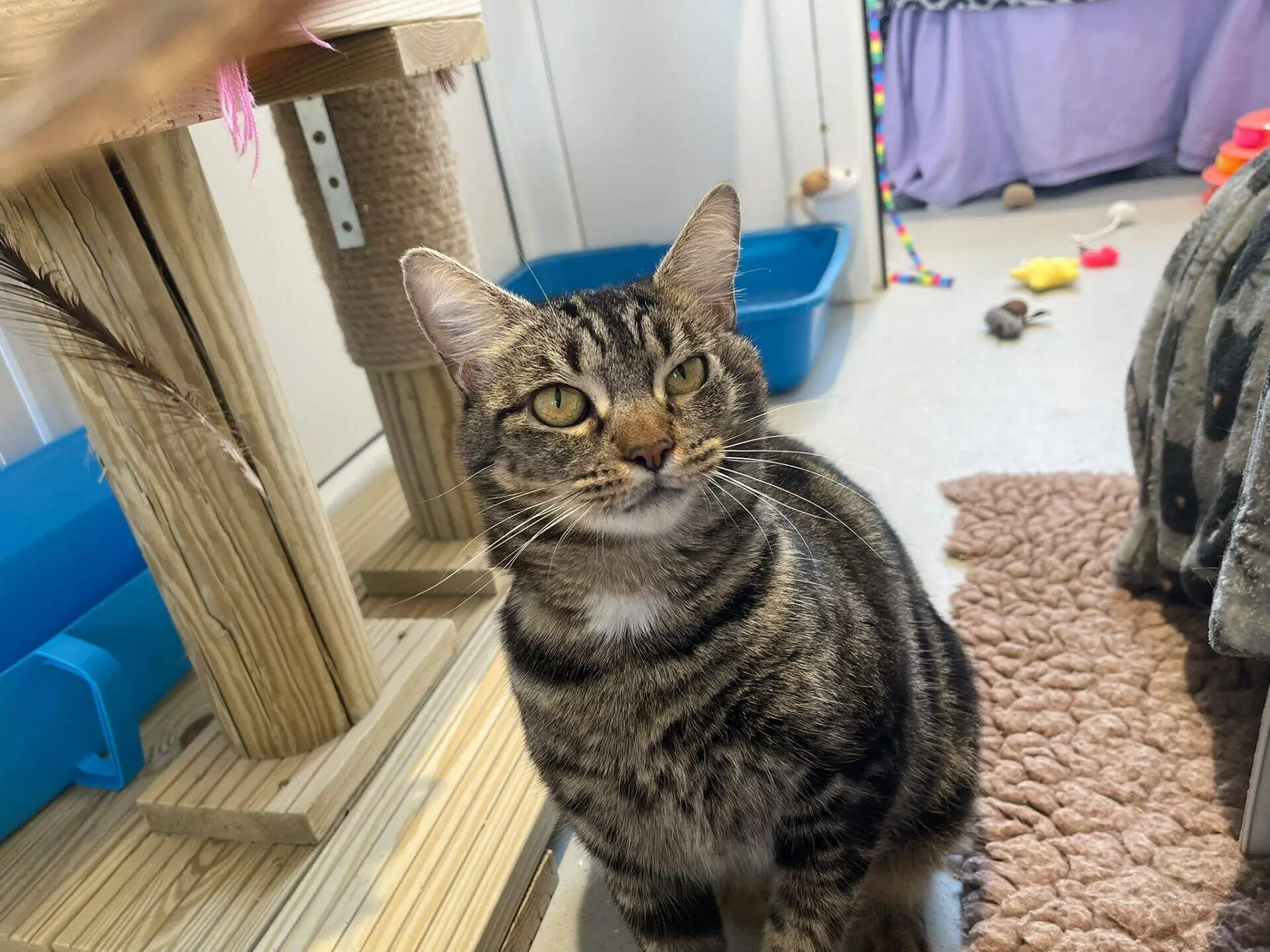 A tabby cat with yellow eyes sits on a rug next to a wooden cat tree and blue litter tray, surrounded by various cat toys in a cosy room.