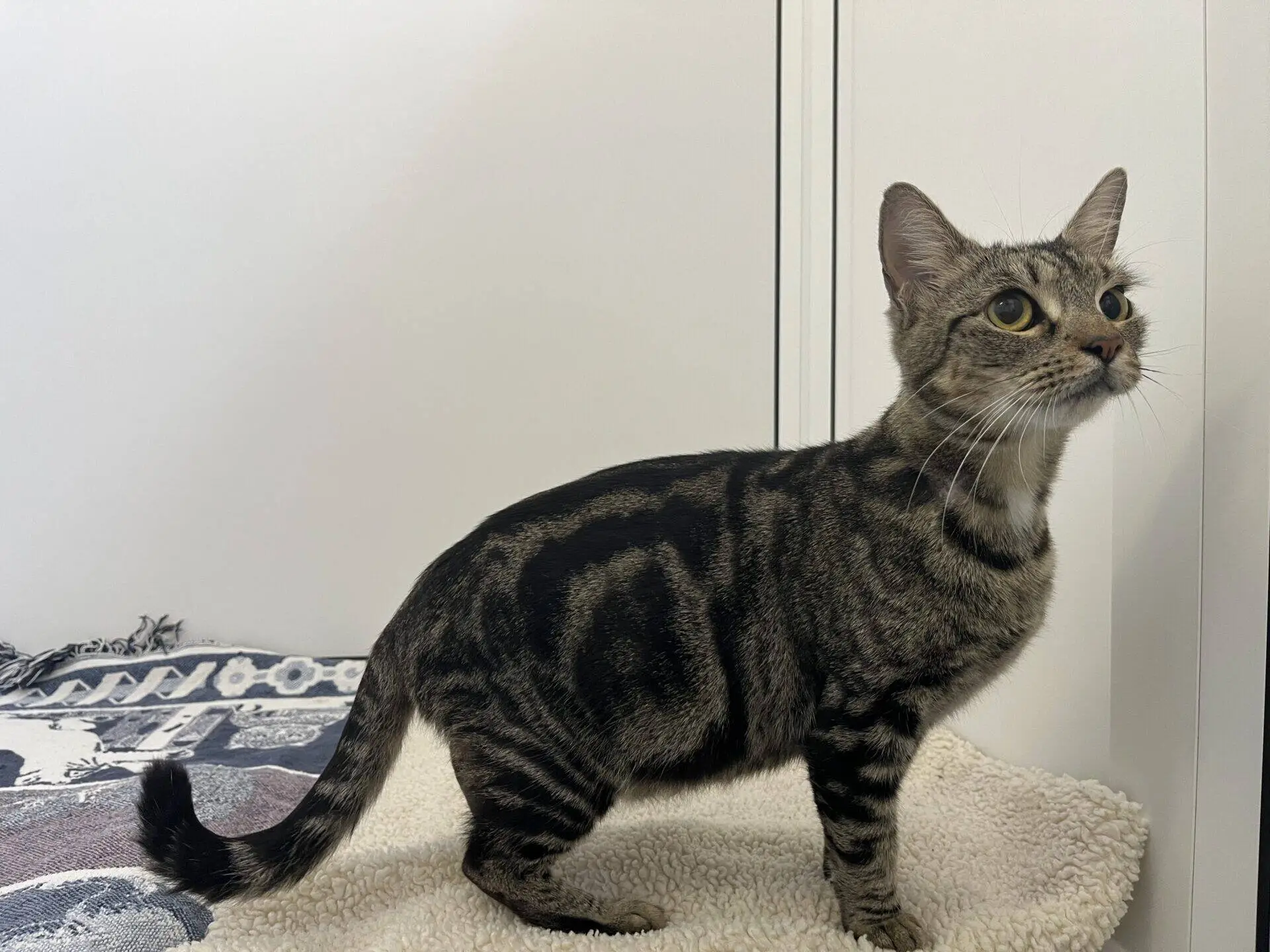 A tabby cat with dark stripes stands on a soft beige blanket, looking upwards. The background features a white wall and part of a patterned fabric.