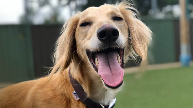 Happy dog