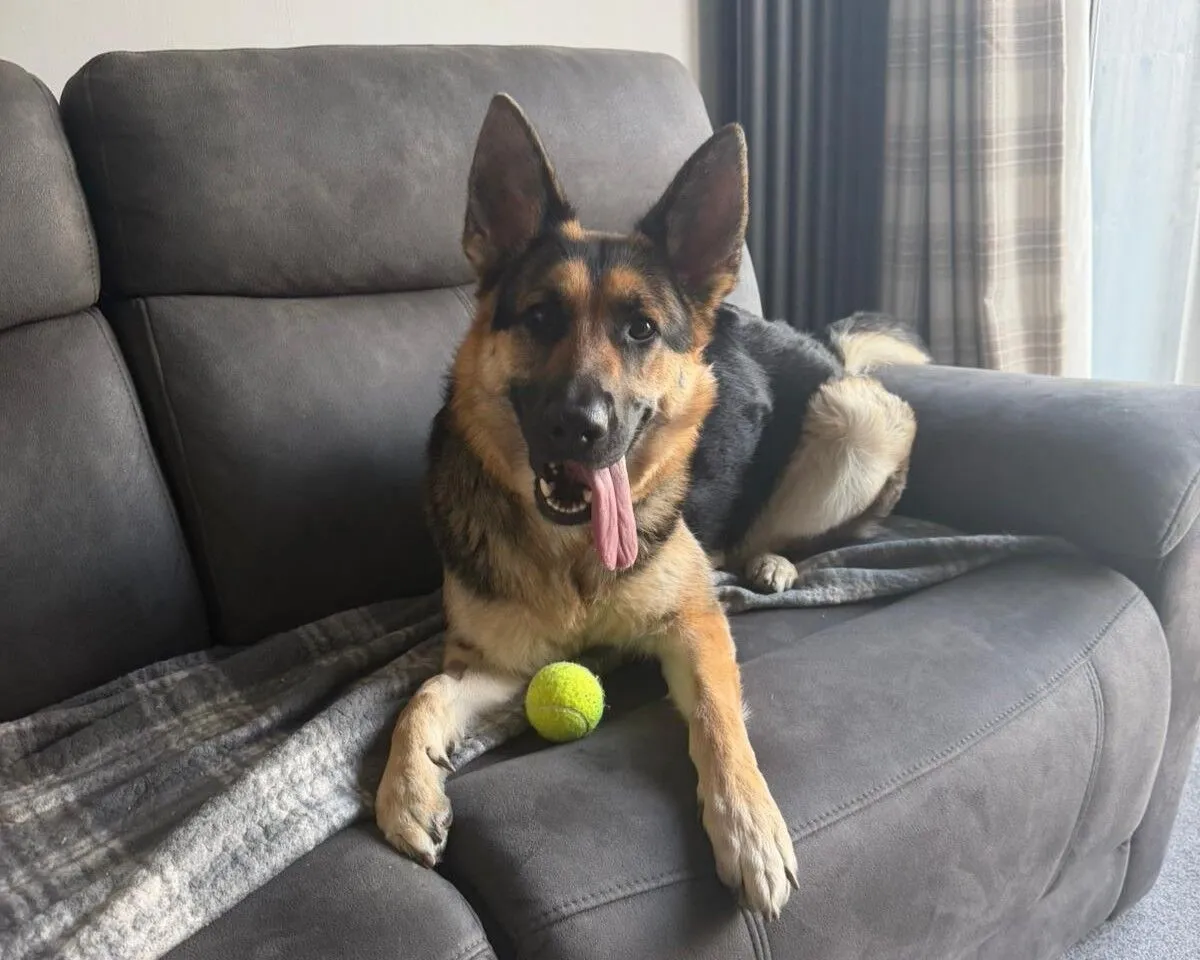Amy, a German Shepherd, lies on a grey sofa with her tongue out, looking at the camera. There is a yellow tennis ball between her front paws, and a grey blanket is draped over the sofa.