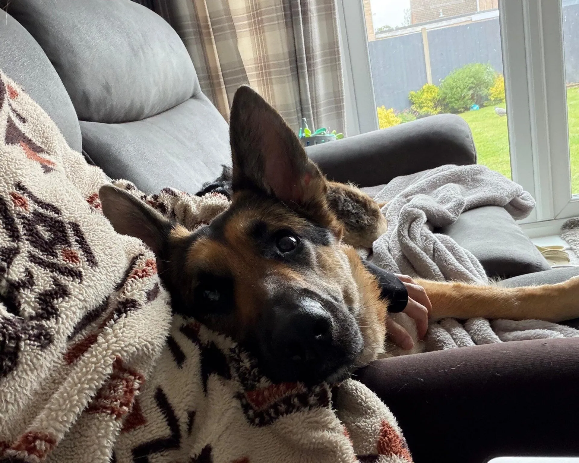 A German Shepherd dog lies on a sofa with its head resting on Amy’s lap. The person is wearing a patterned blanket, and the scene is near a window overlooking a green garden.