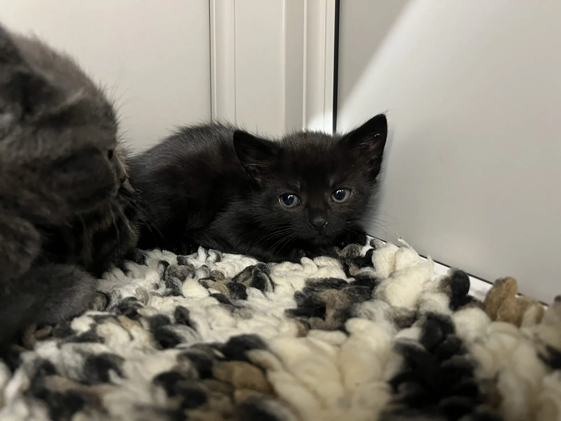 A small black kitten lies on a textured, black-and-white rug near a white wall, looking directly at the camera with wide eyes. Part of another cat is visible on the left side of the image.